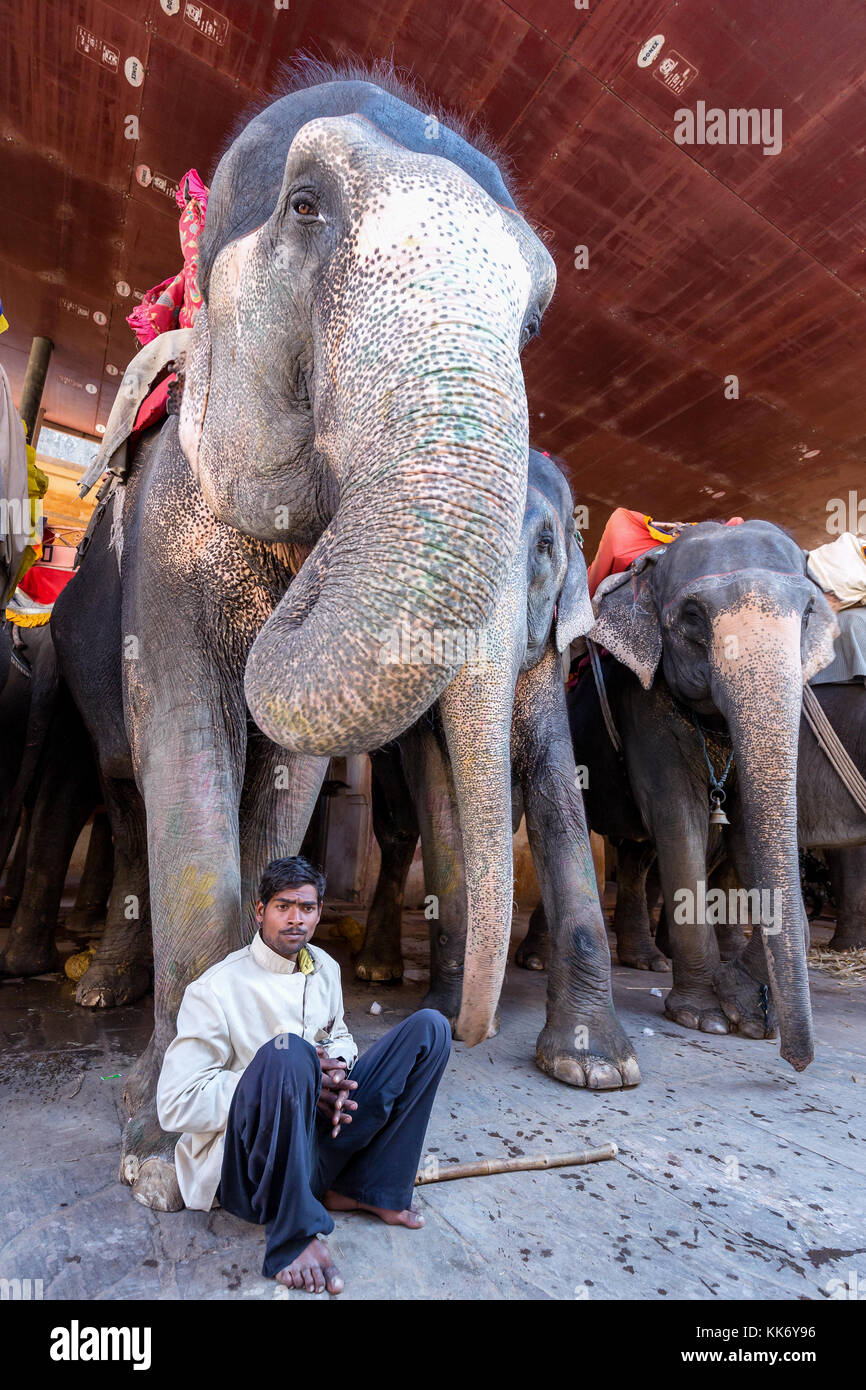 Un cornac prendre du repos en face de son éléphant, Fort Amber, Jaipur, Rajasthan, Inde Banque D'Images
