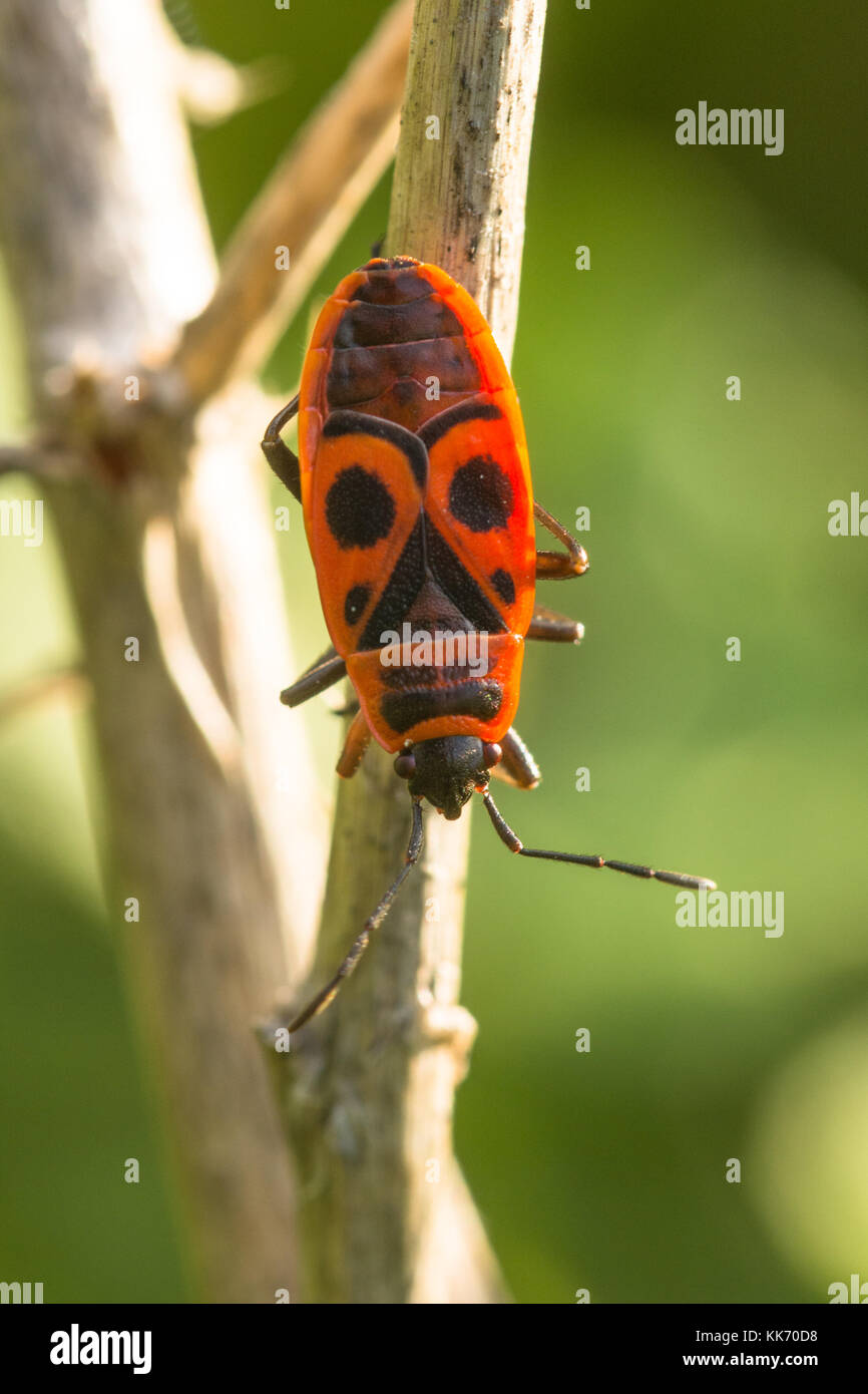 Insecte rouge et noir Banque de photographies et d’images à haute résolution Alamy