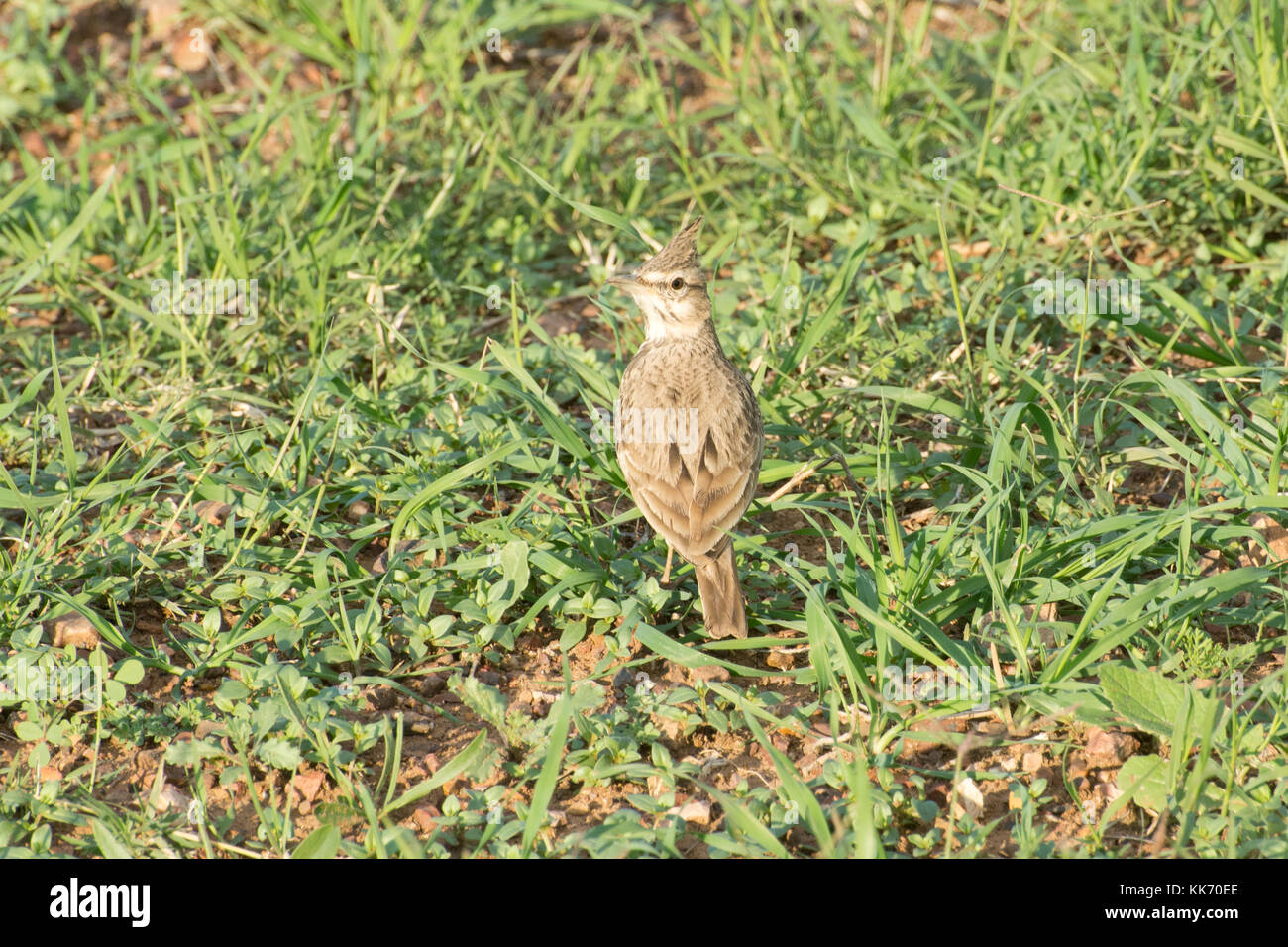 (Galerida cristata Crested lark) dans un champ dans la péninsule d'Akamas Chypre Banque D'Images