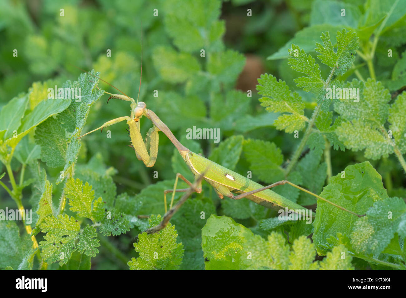 Close-up of female praying mantis (Sphodromantis viridis) à Chypre Banque D'Images
