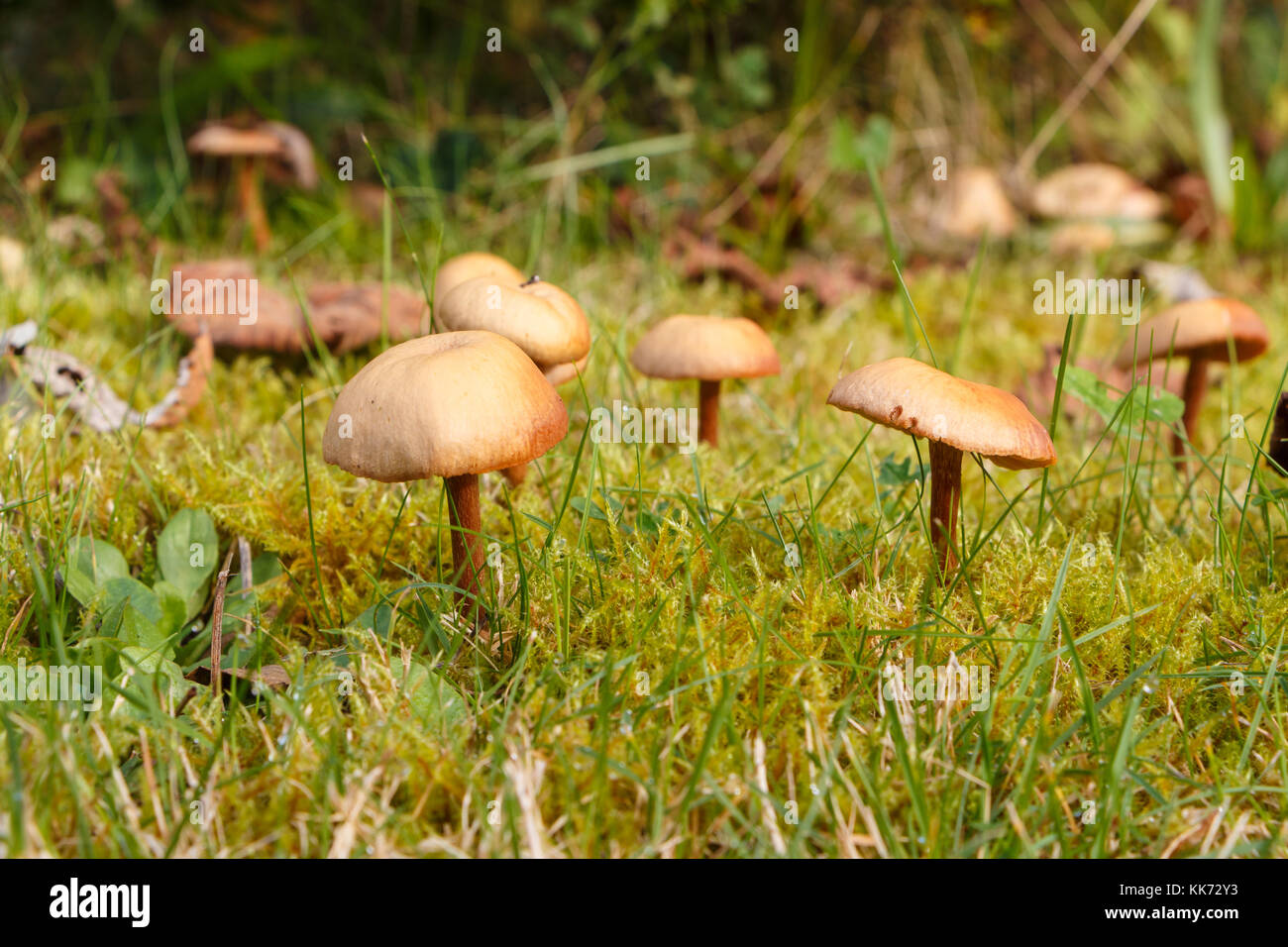 La tondeuse de champignons dans la mousse d'un jardin Banque D'Images