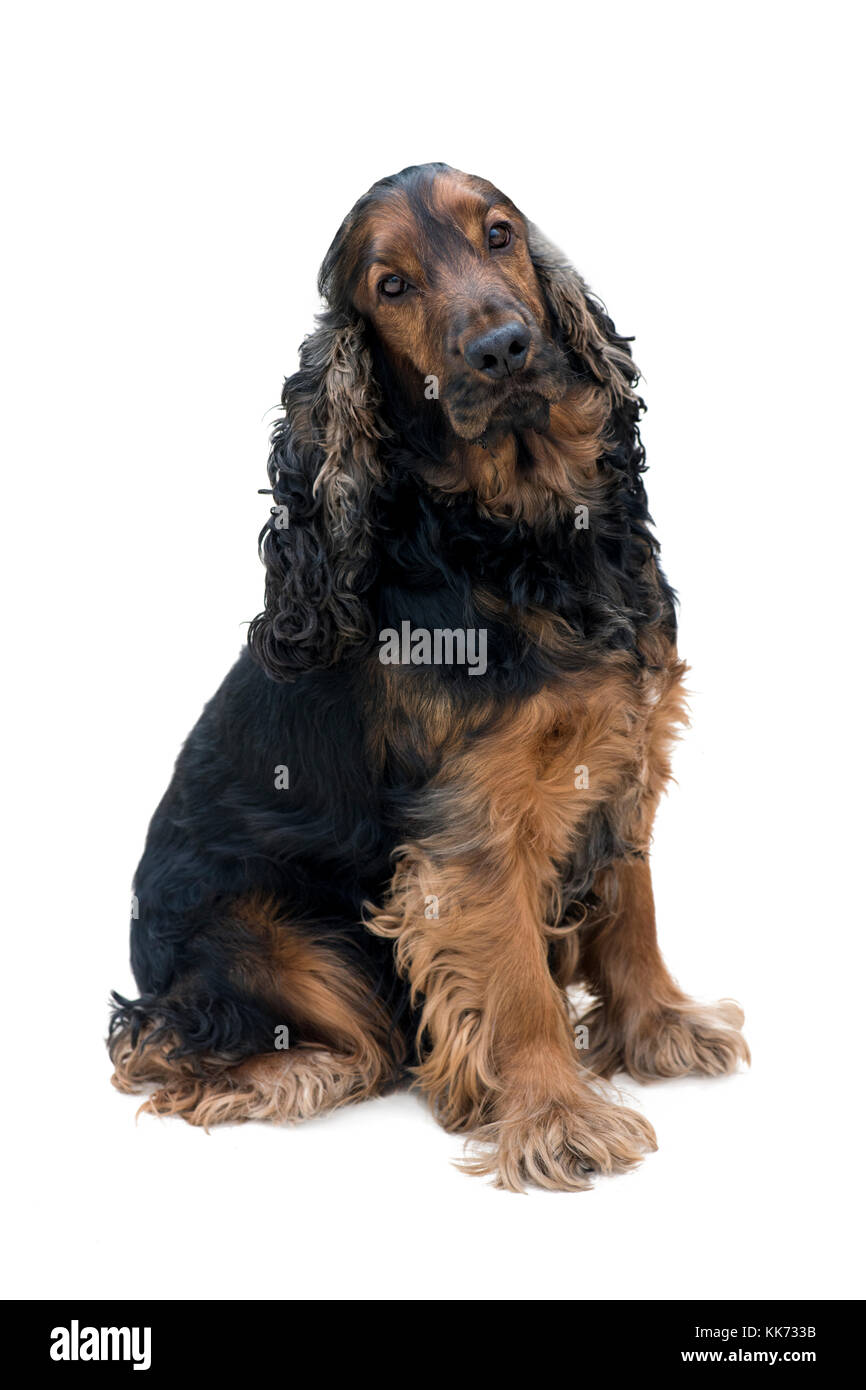 Pure race magnifique cocker noir et feu à la sat dans l'appareil isolé sur fond blanc Banque D'Images