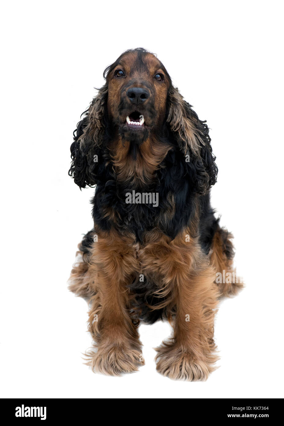 Pedigree superbe cocker noir et feu Sam montrant de belles dents blanches isolé sur fond blanc Banque D'Images