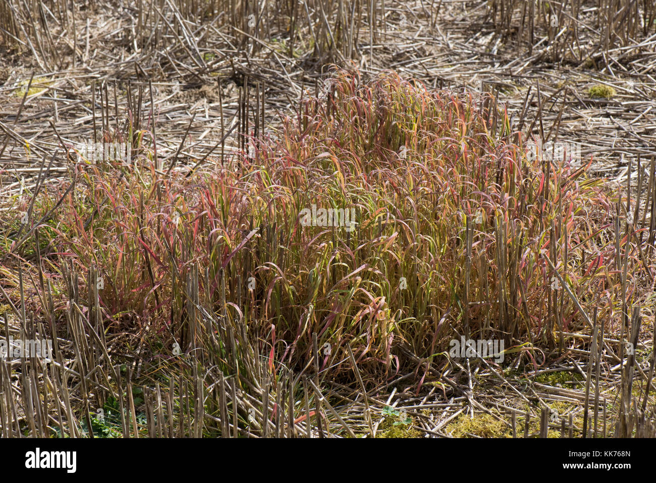 Le brome stérile, Broimus sterilis, traité et tué avec le glyphosate avant semis culture minimum Banque D'Images