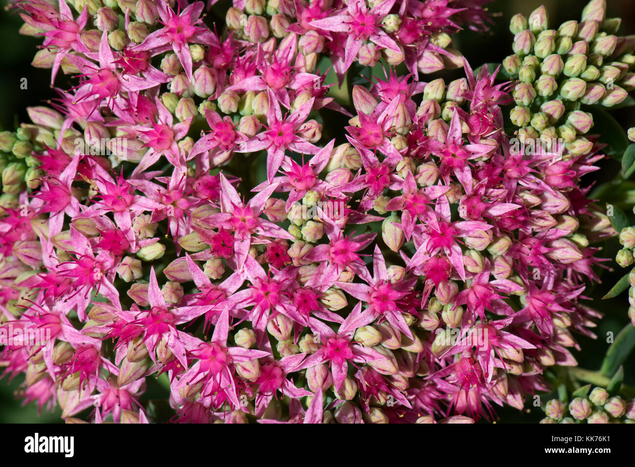 Fleurs en forme d'étoile d'orpin, Hylotelephium spectabile 'carl', une plante ornementale succulente fleurissant à la fin de l'été, août Banque D'Images