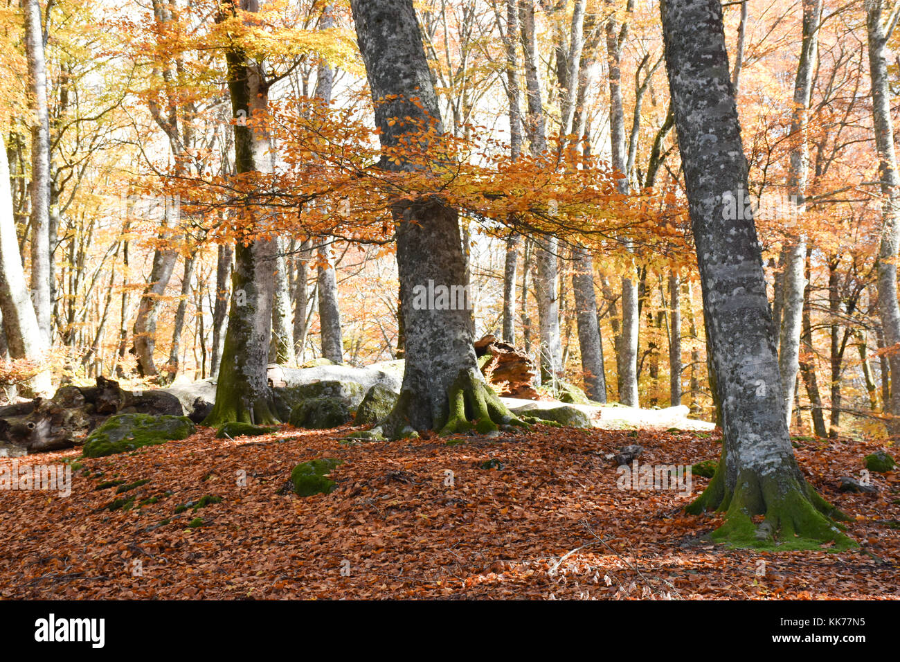 Les hêtres dans le bois de l'automne Banque D'Images
