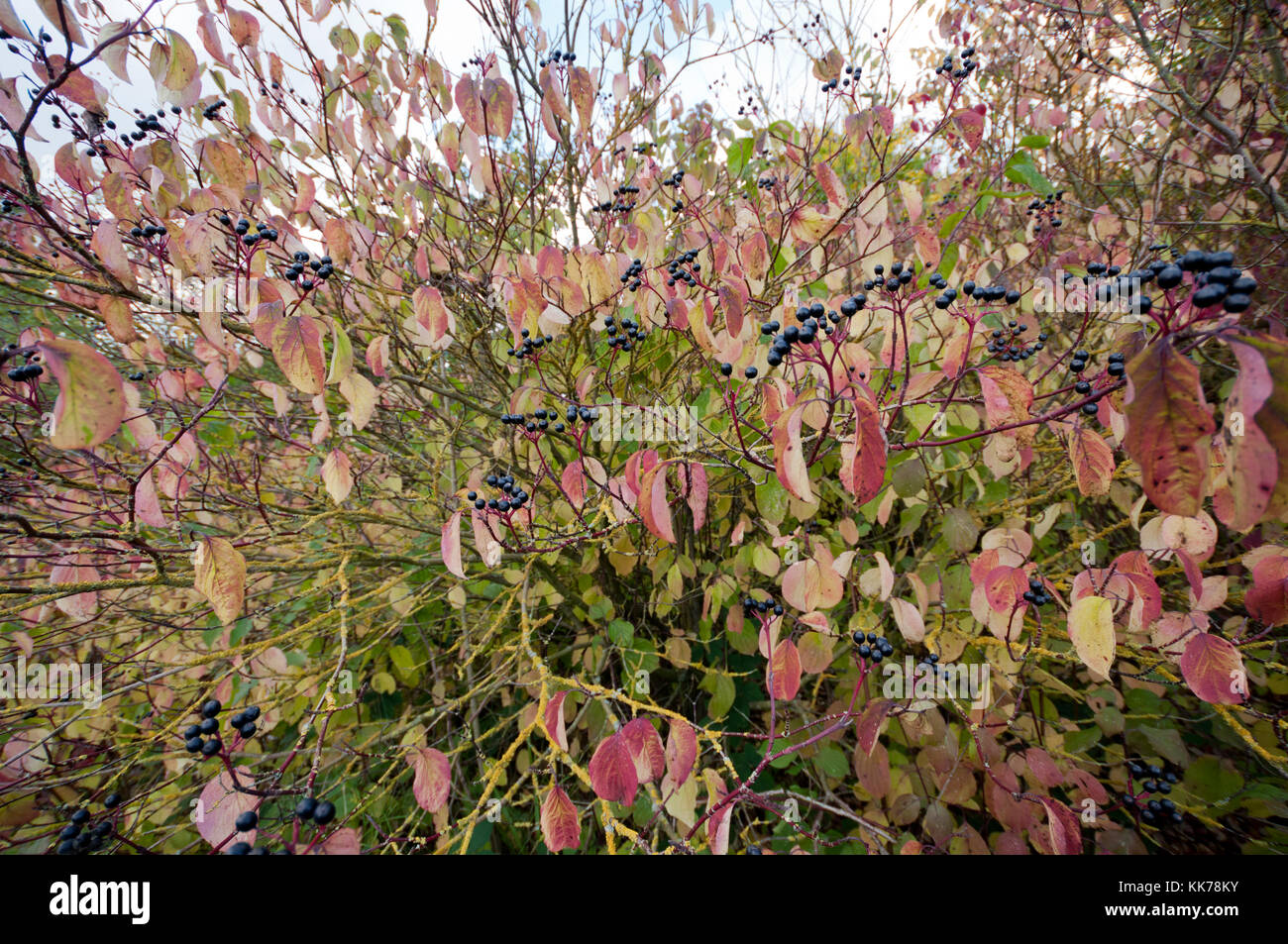 CORNUS SANGUINEA Banque D'Images