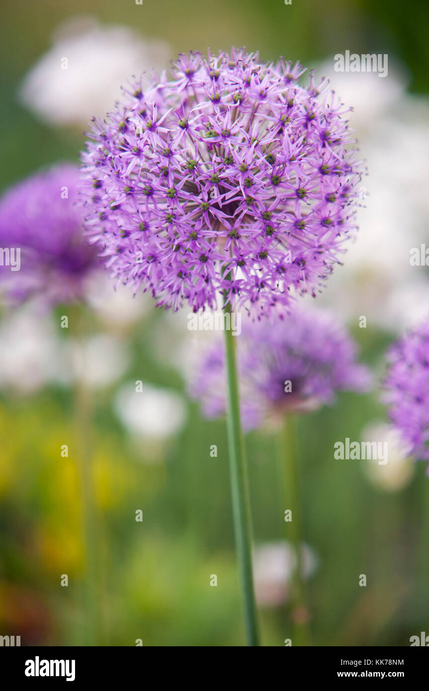 L'allium PURPLE SENSATION Banque D'Images