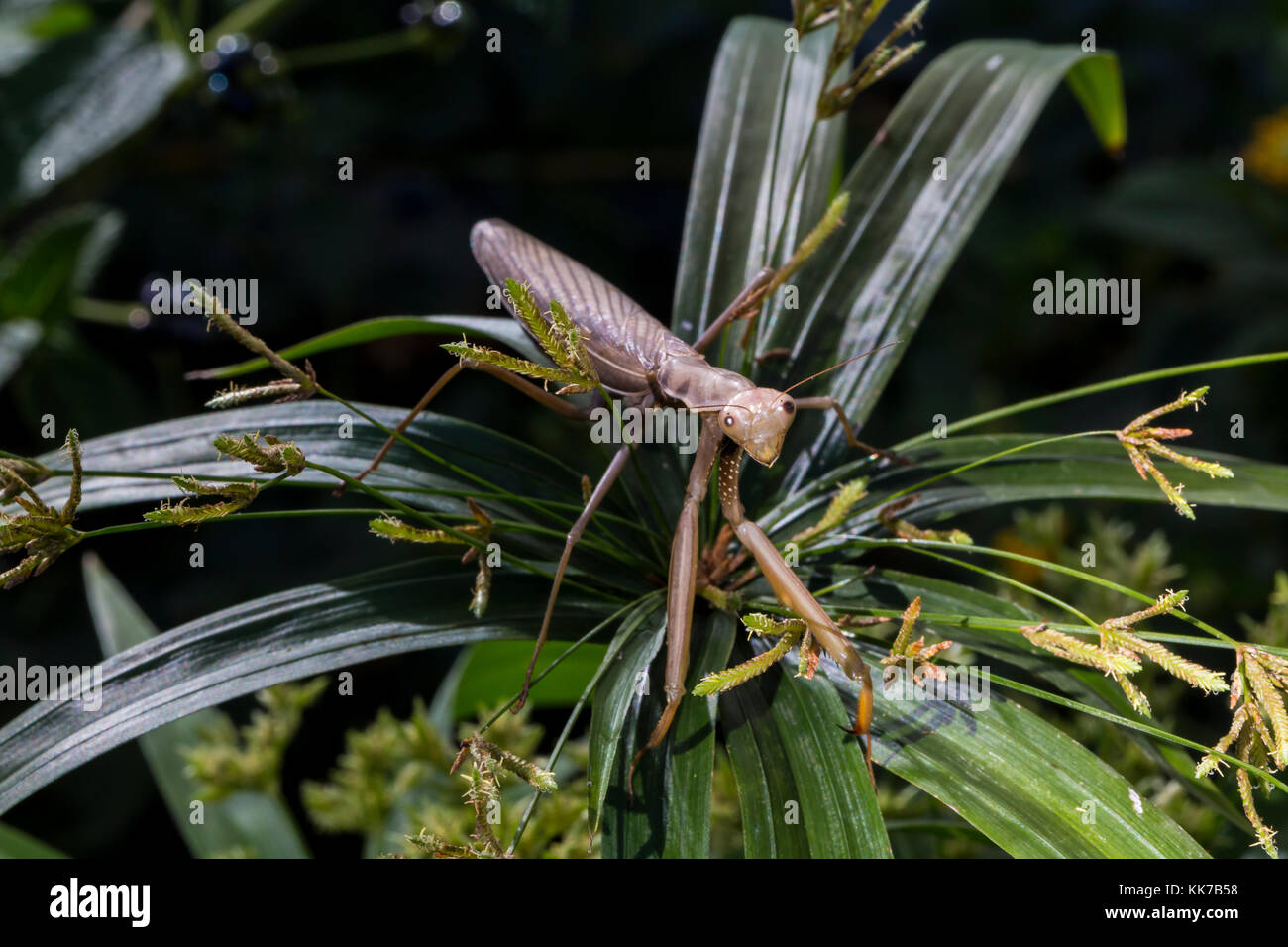 1, l'un, praying mantis, mante priant, Novato, comté de marin, en Californie Banque D'Images