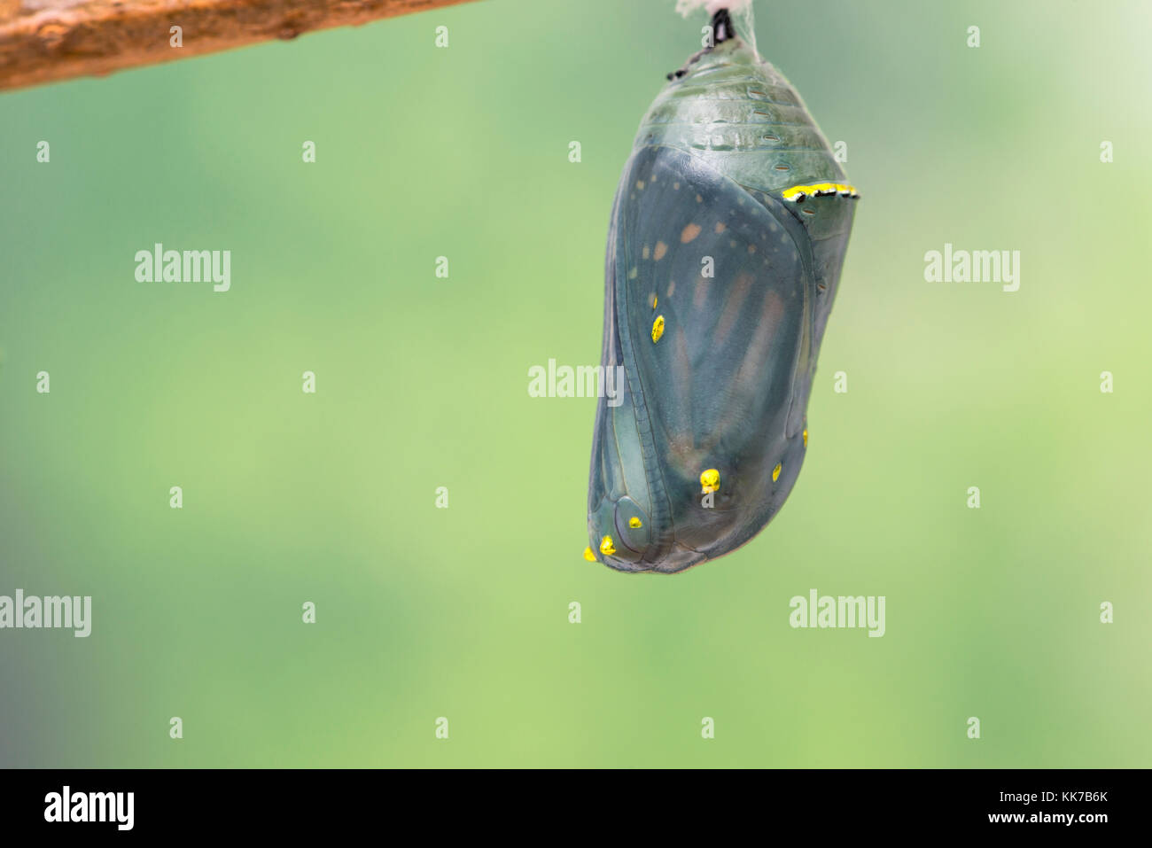Un monarque translucide chrysalis pendu à une branche, sur un fond vert. Banque D'Images
