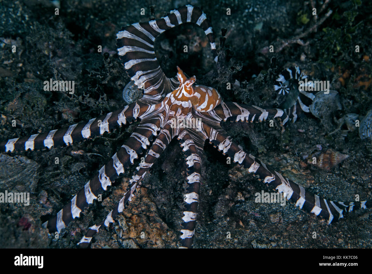 Wunderpus Wunderpus photogenicus (Octopus) prend une position agressive contre le plus grand rival. Détroit de Lembeh (Indonésie). Banque D'Images