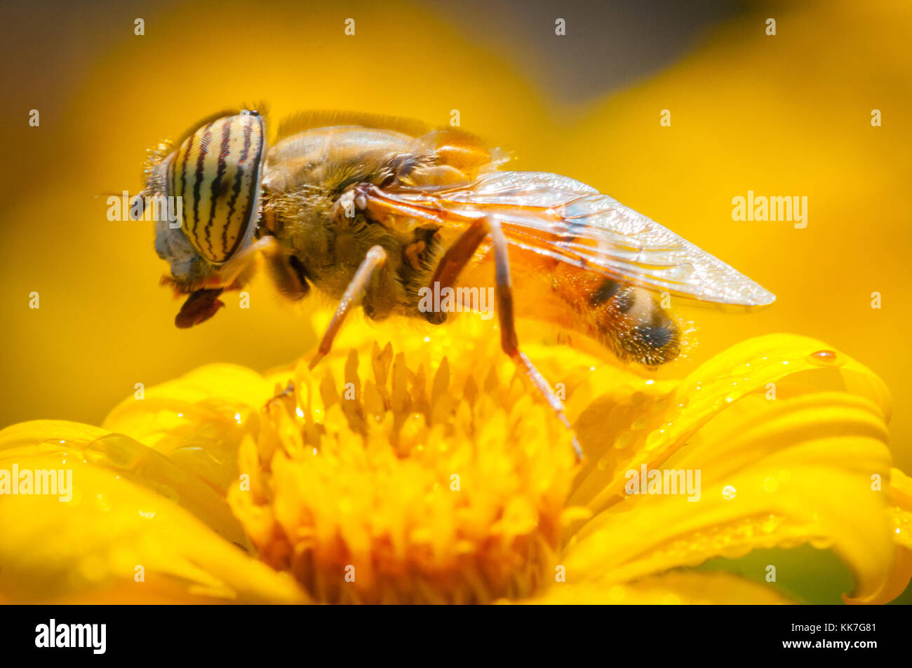 Gros plan d'une abeille sur une fleur jaune au premier feu Banque D'Images