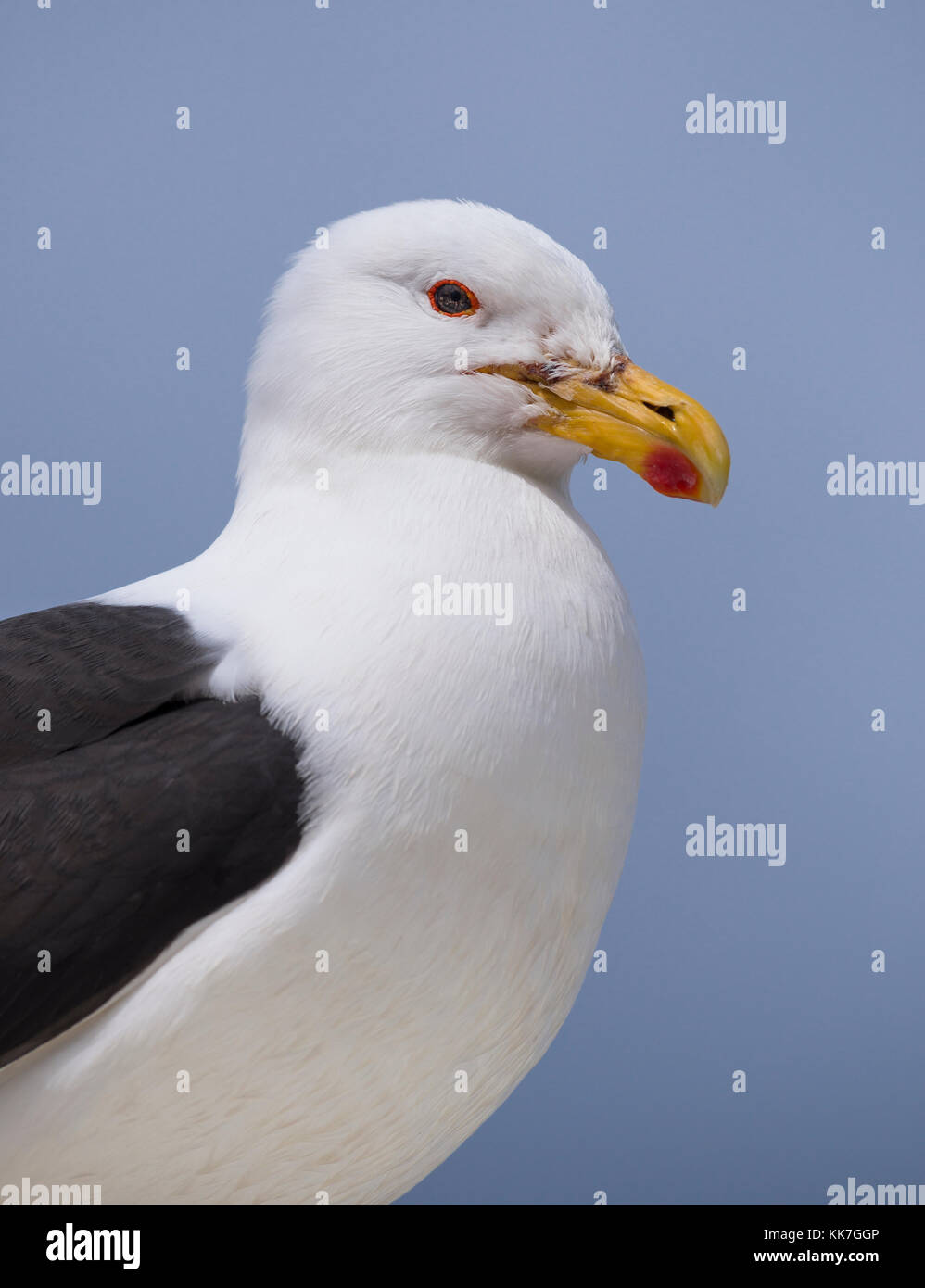 Kelp Gull (Larus dominicanus) de Punta Arenas, Chili Banque D'Images