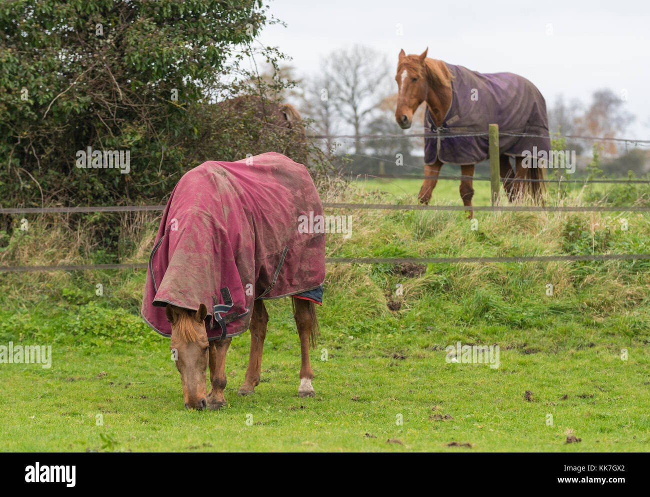 Chevaux dans un champ avec des couvertures de cheval pour garder au chaud par temps froid l'hiver au Royaume-Uni. Banque D'Images