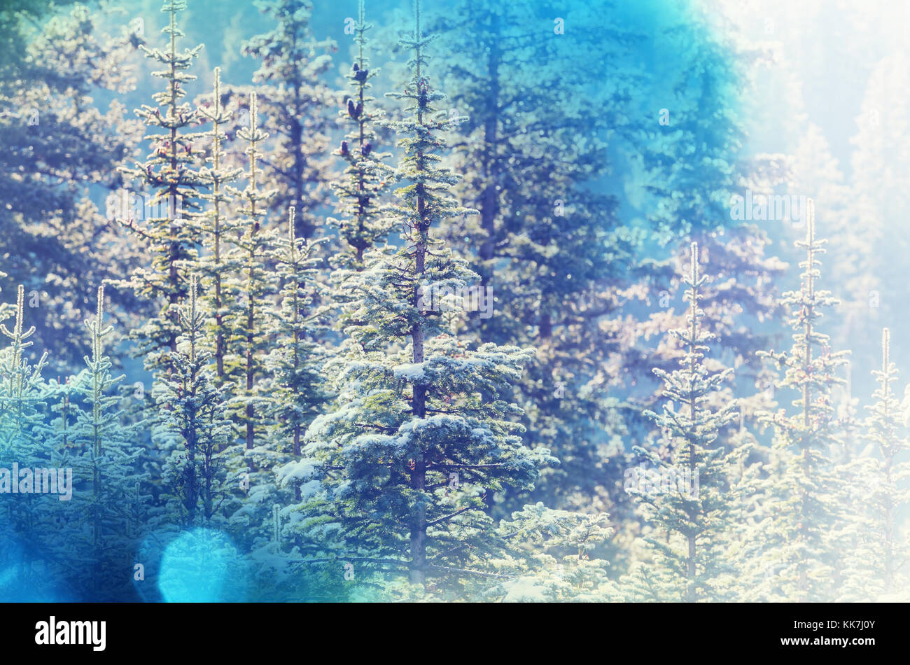 Scène d'hiver forêt couverte de neige, tonique comme filtre instagram Photo  Stock - Alamy