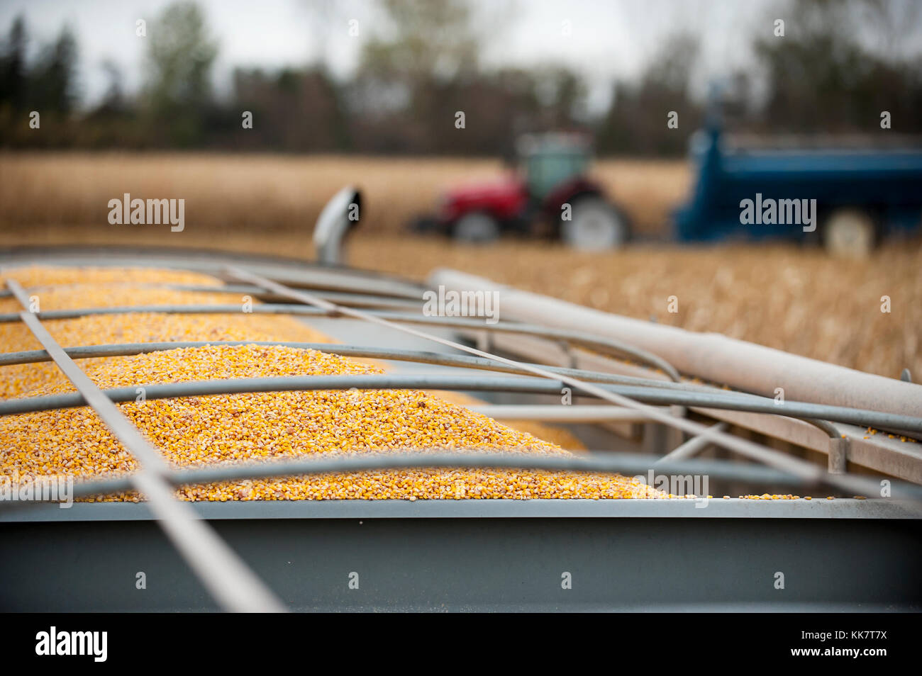 Un plein chargement de maïs fraîchement récolté dans une ferme à blooming Prairie, Minnesota. Banque D'Images