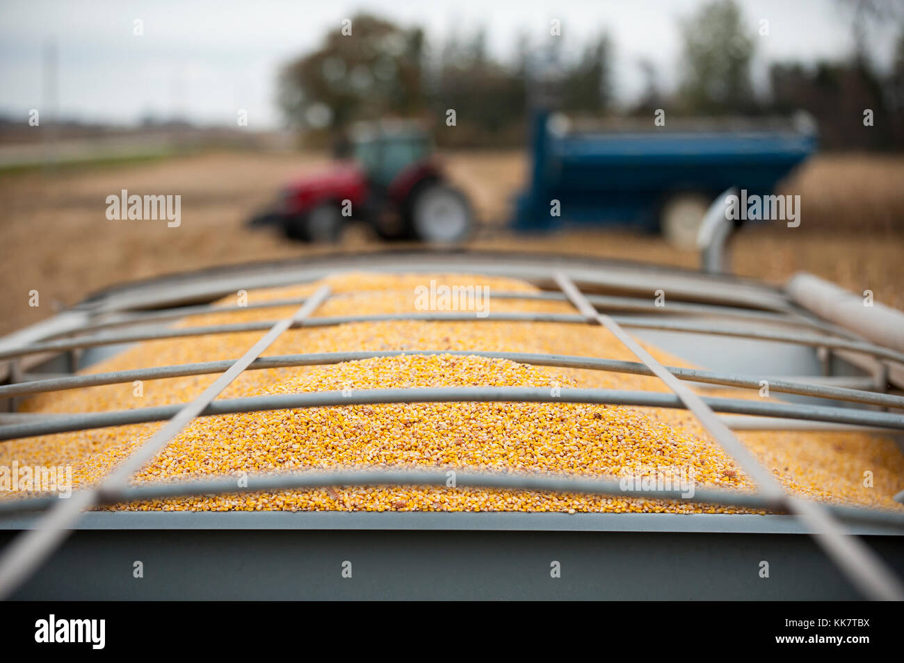 Un plein chargement de maïs fraîchement récolté dans une ferme à blooming Prairie, Minnesota. Banque D'Images