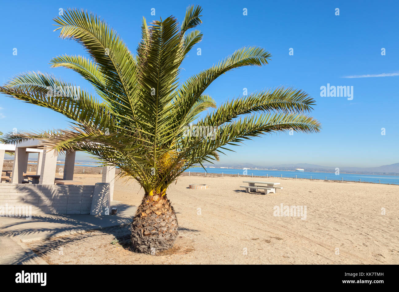 Palmier ananas Banque de photographies et d'images à haute résolution -  Alamy