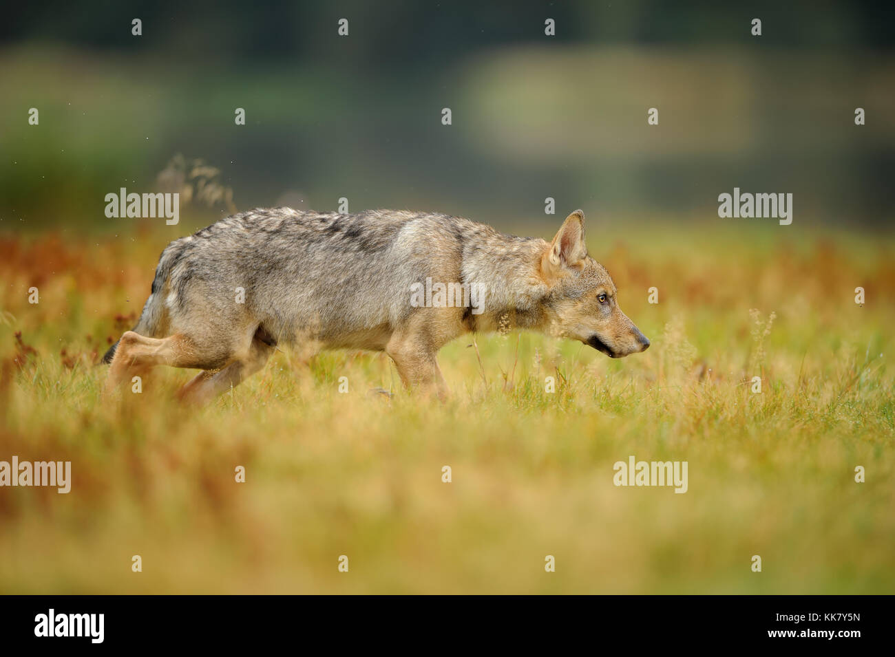 Loup concentré en herbe jaune Banque D'Images