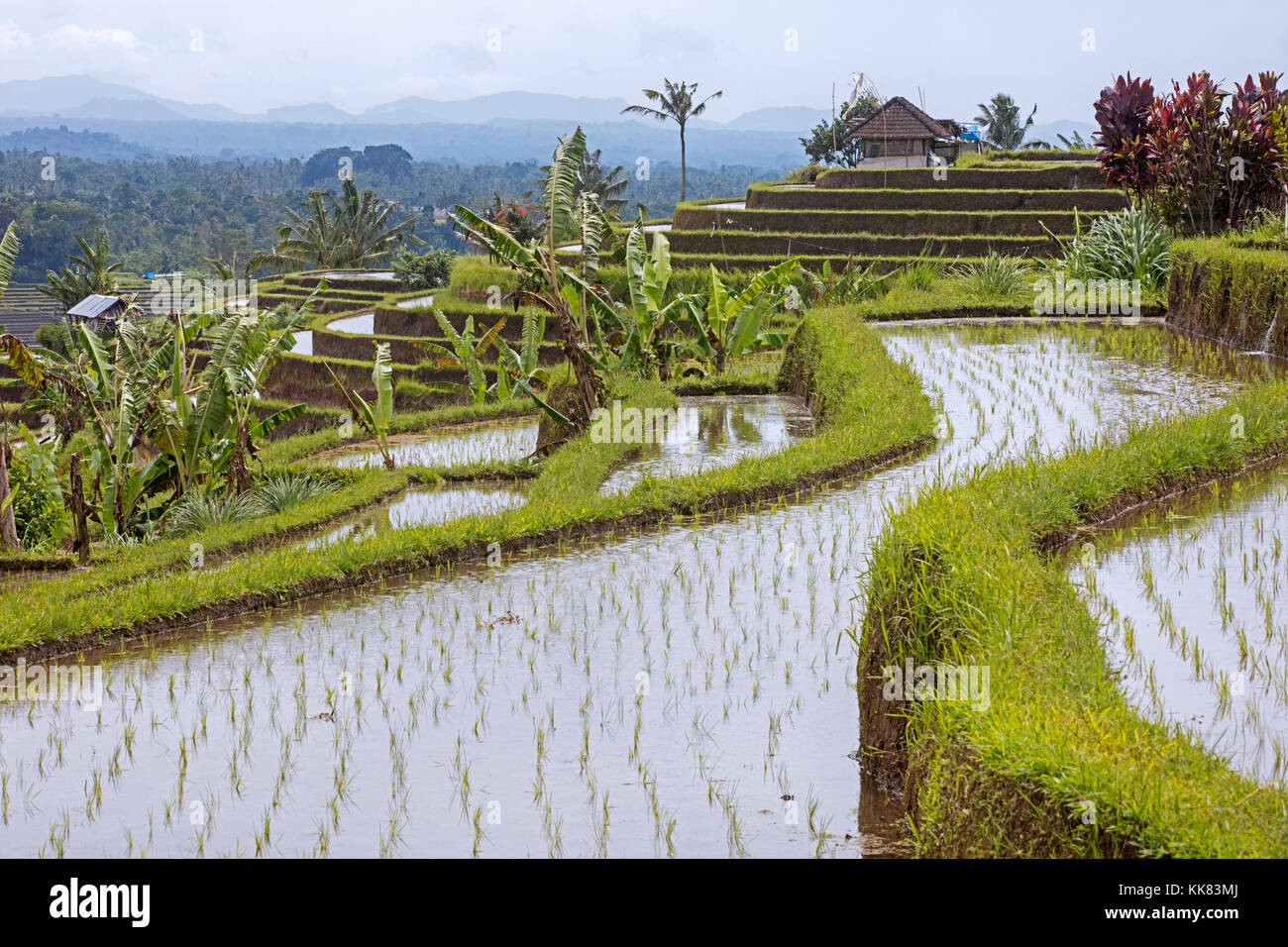 Les rizières en terrasses de jatiluwih, rizières en terrasses dans les montagnes de l'ouest de Bali, Indonésie Banque D'Images