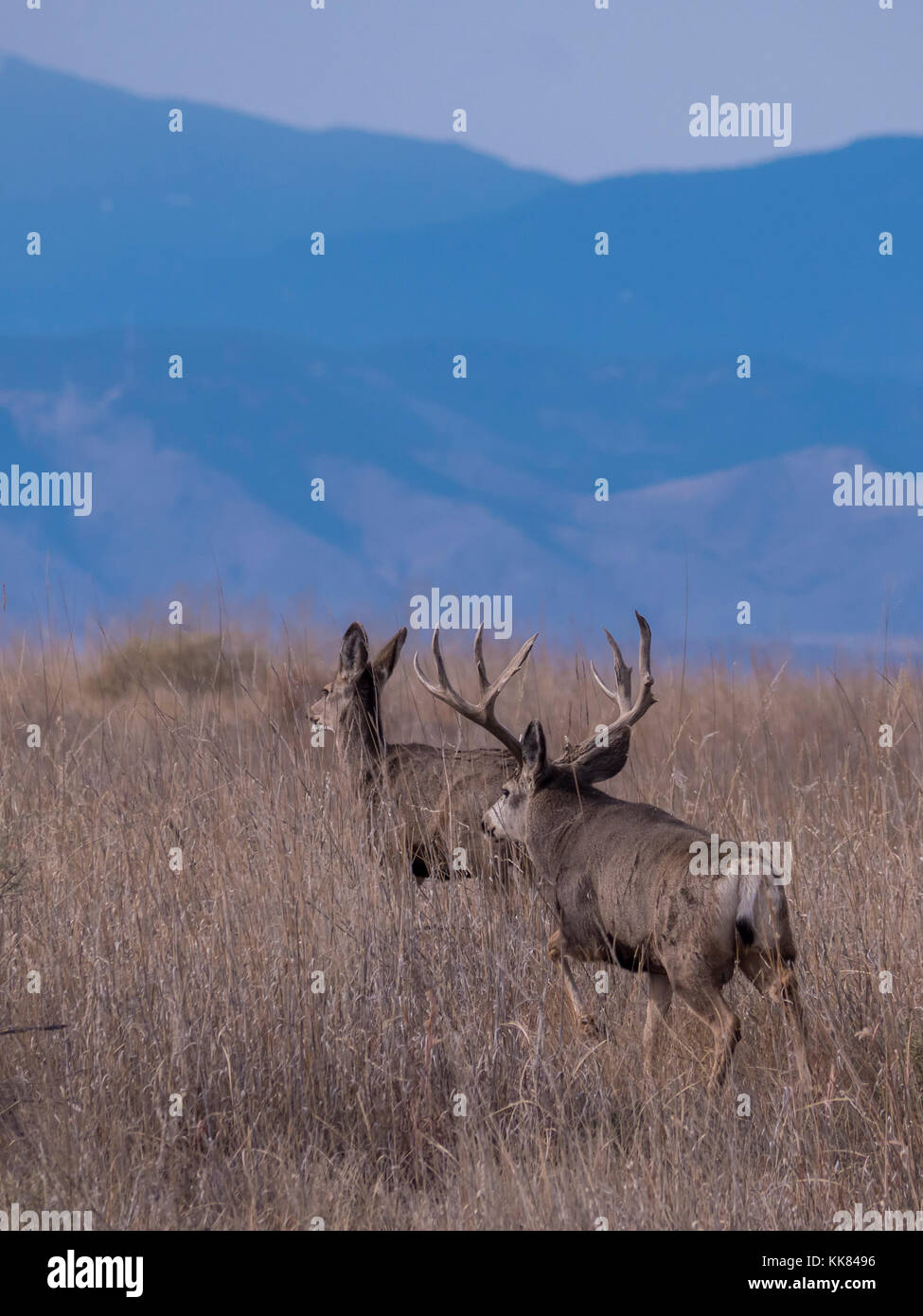 Mule Deer buck et Doe, automne, Rocky Mountain Arsenal Wildlife Refuge, Commerce City, au Colorado. Banque D'Images