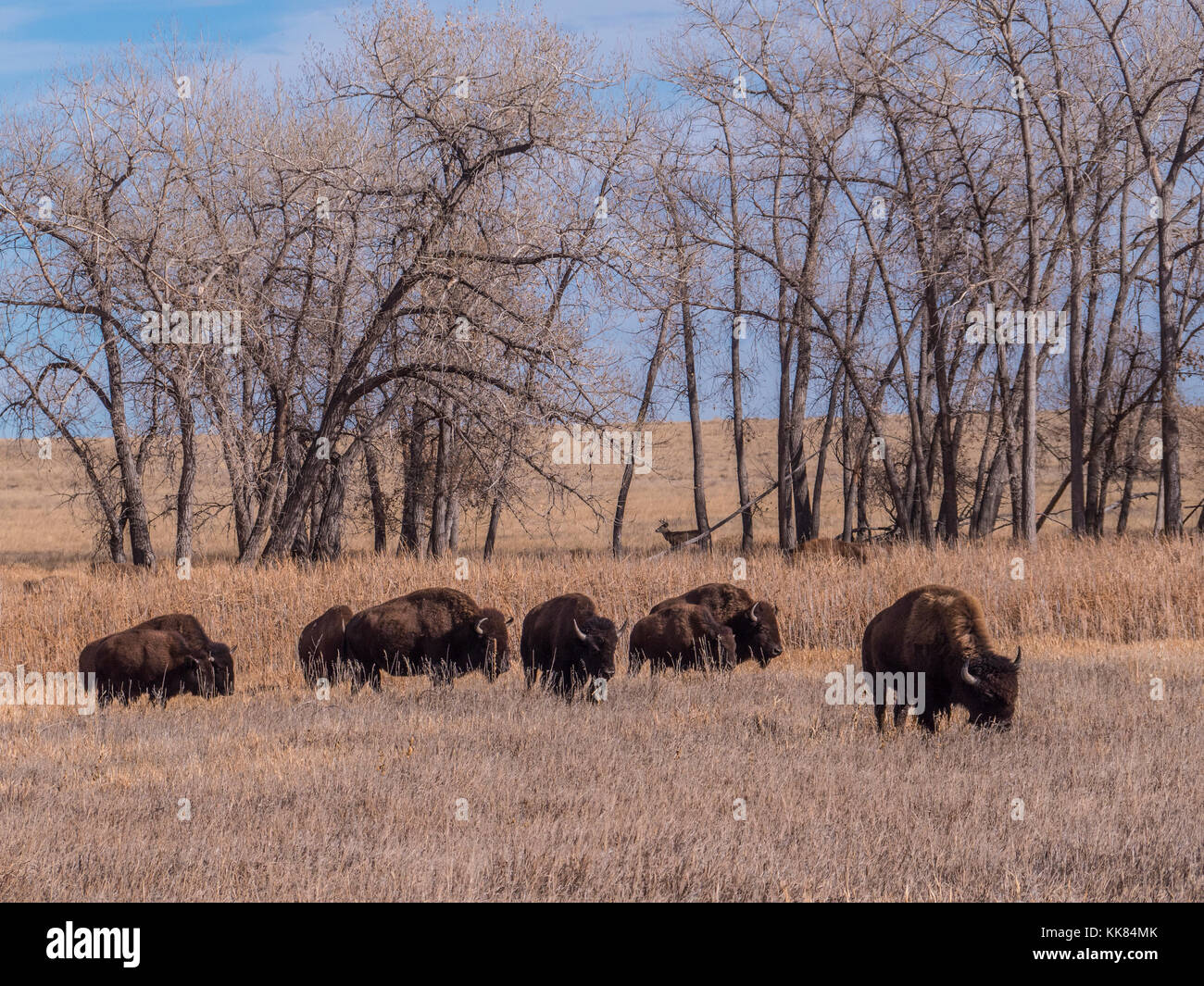 Le Bison sur la boucle de la faune, l'automne, Rocky Mountain Arsenal Wildlife Refuge, Commerce City, au Colorado. Banque D'Images