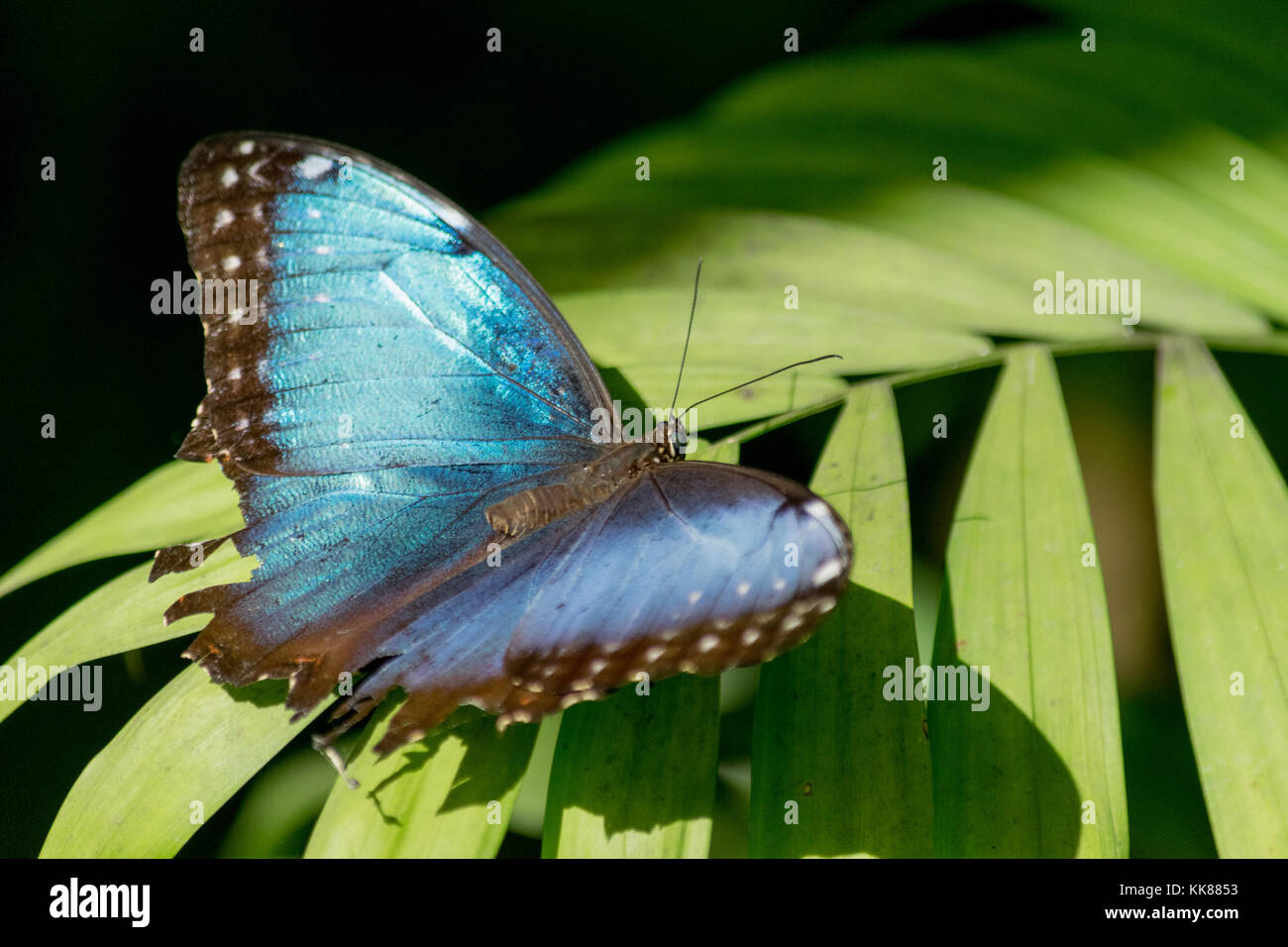 Un beau papillon bleu assis sur une feuille en prenant au soleil Banque D'Images