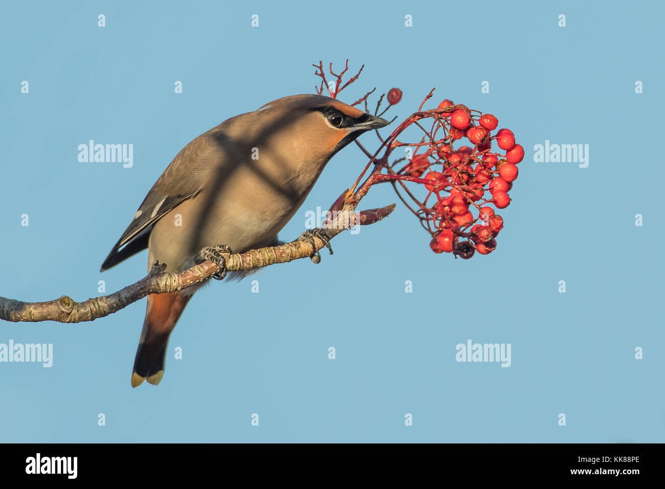 Jaseur boréal (Bombycilla garrulus) dans l'alimentation de l'arbre sur les baies au Royaume-Uni, Angleterre Banque D'Images