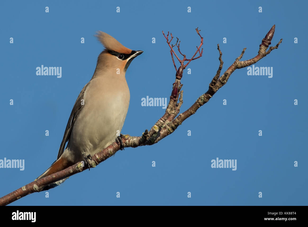 Jaseur boréal (Bombycilla garrulus) dans l'alimentation de l'arbre sur les baies au Royaume-Uni, Angleterre Banque D'Images