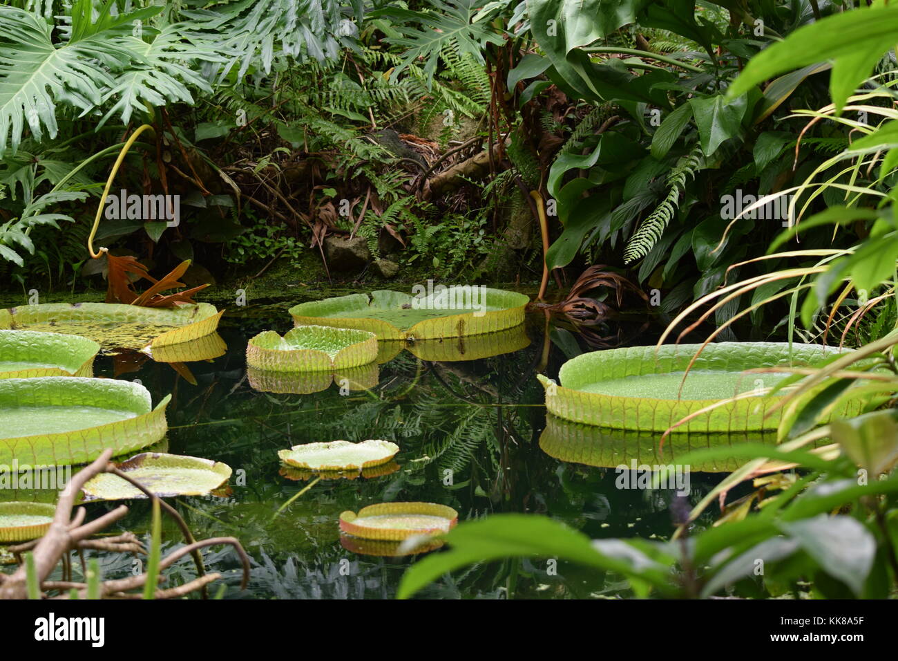 Victoria Amazonica de nénuphars sur un étang Banque D'Images