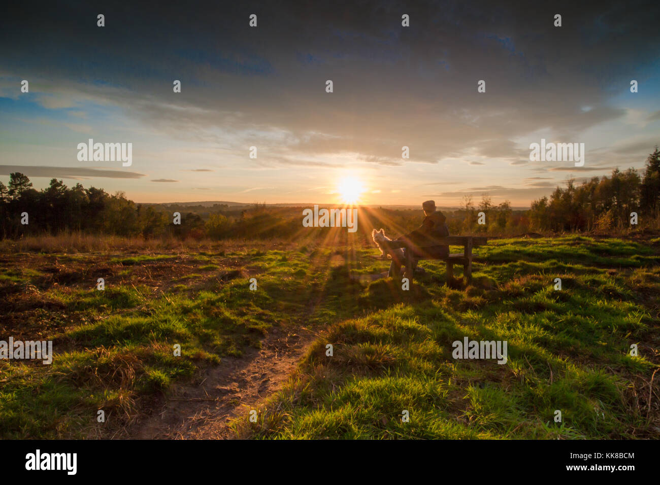 Tunbridge Wells kent forêt hargate ; l'homme avec bouchon sur assis sur un banc avec westie chien à la recherche de l'autre côté de la bruyère et fougère valley regardant le coucher du soleil Banque D'Images