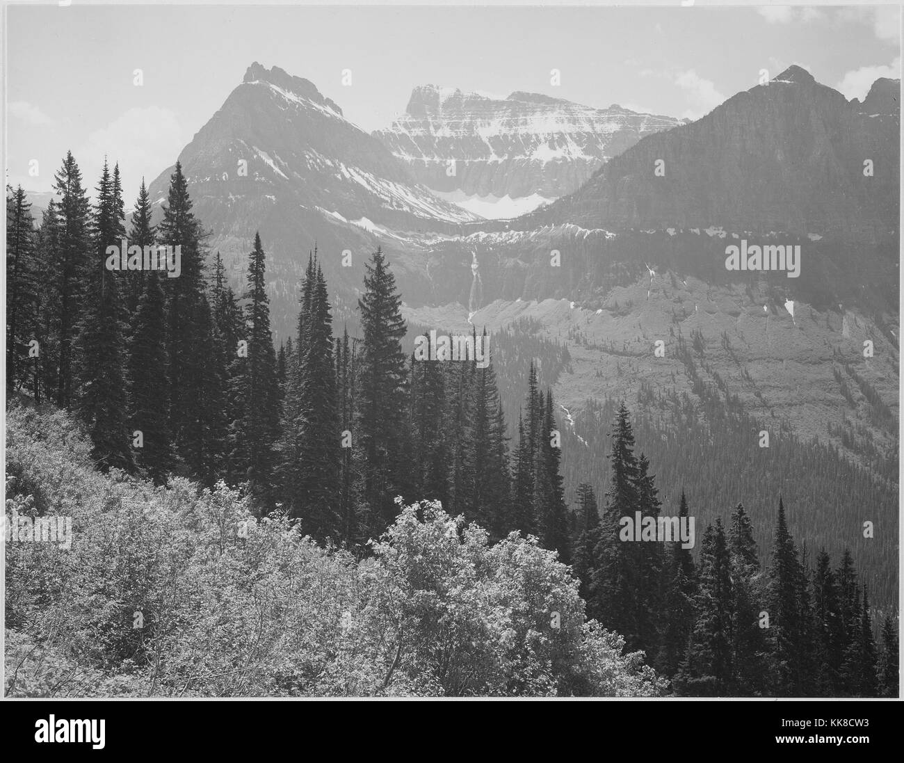 Une photographie en noir et blanc des sommets couverts de neige des bandes dans le parc national des Glaciers, le premier plan est constitué d'arbres et arbustes, l'image provient d'une série de photographies connu comme le projet mural par Ansel Adams, il a été commandé par le National Park Service en 1941 pour créer une fresque photographique pour le ministère de l'intérieur des capacités à Washington DC, le projet a pris fin en raison de la Seconde Guerre mondiale, le parc national des Glaciers a été créé en 1910, le parc se compose de plus d'un million d'acres de terre et est connu pour la diversité de l'écosystème et de terrain, Montana, United Banque D'Images