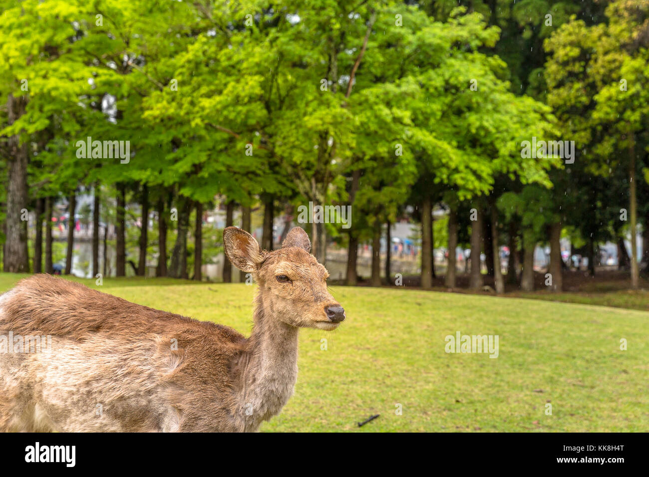 Japon nara deer Banque D'Images