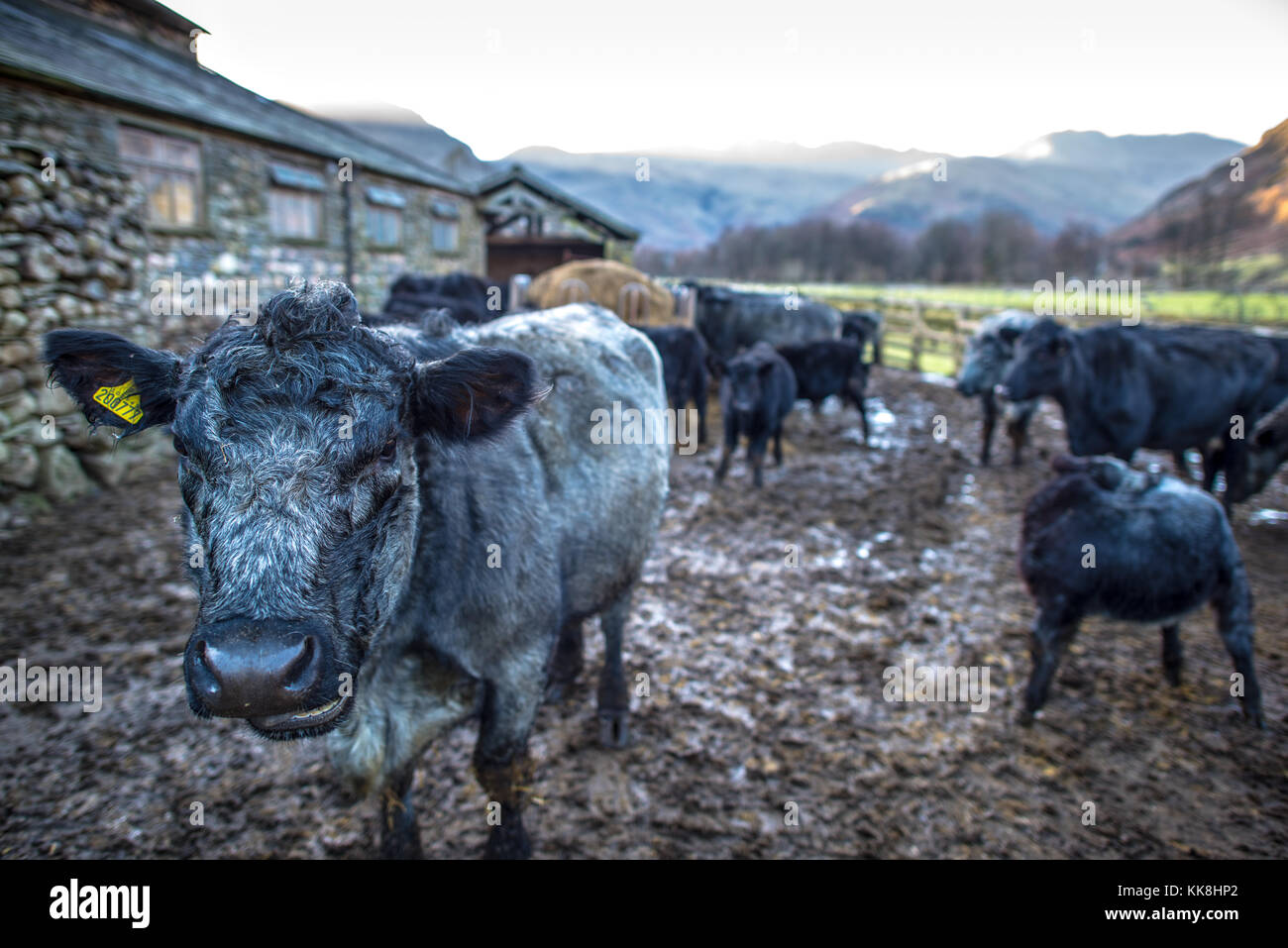 Vache dans le Lake District, Angleterre Banque D'Images