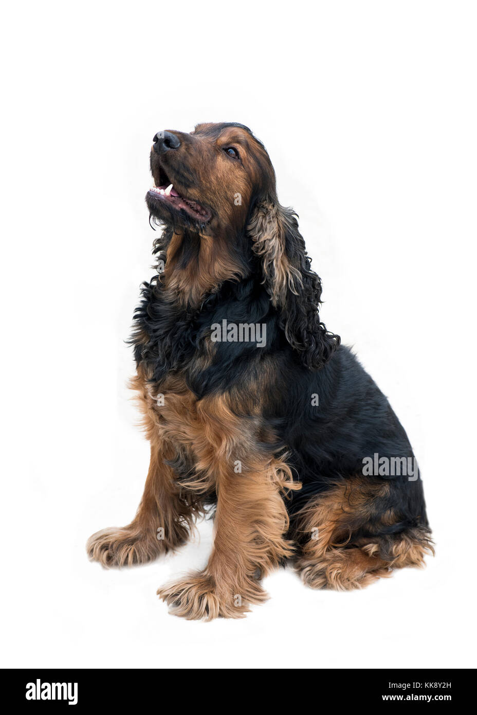 Pedigree superbe cocker noir et feu jusqu'à sidwards sat montrant de belles dents blanches isolé sur fond blanc Banque D'Images