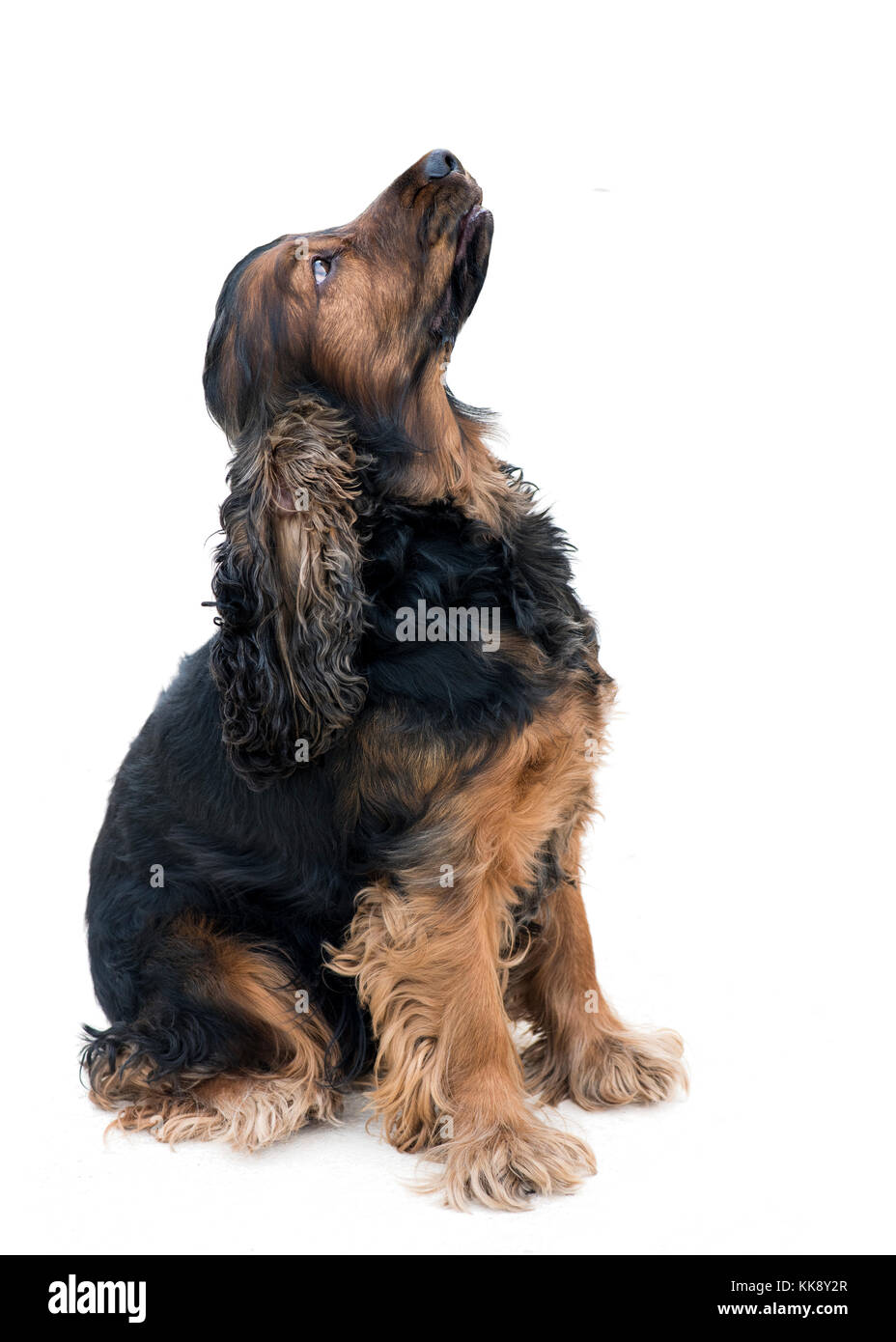 Pedigree obéissant jusqu'à la sat cocker isolé sur fond blanc Banque D'Images