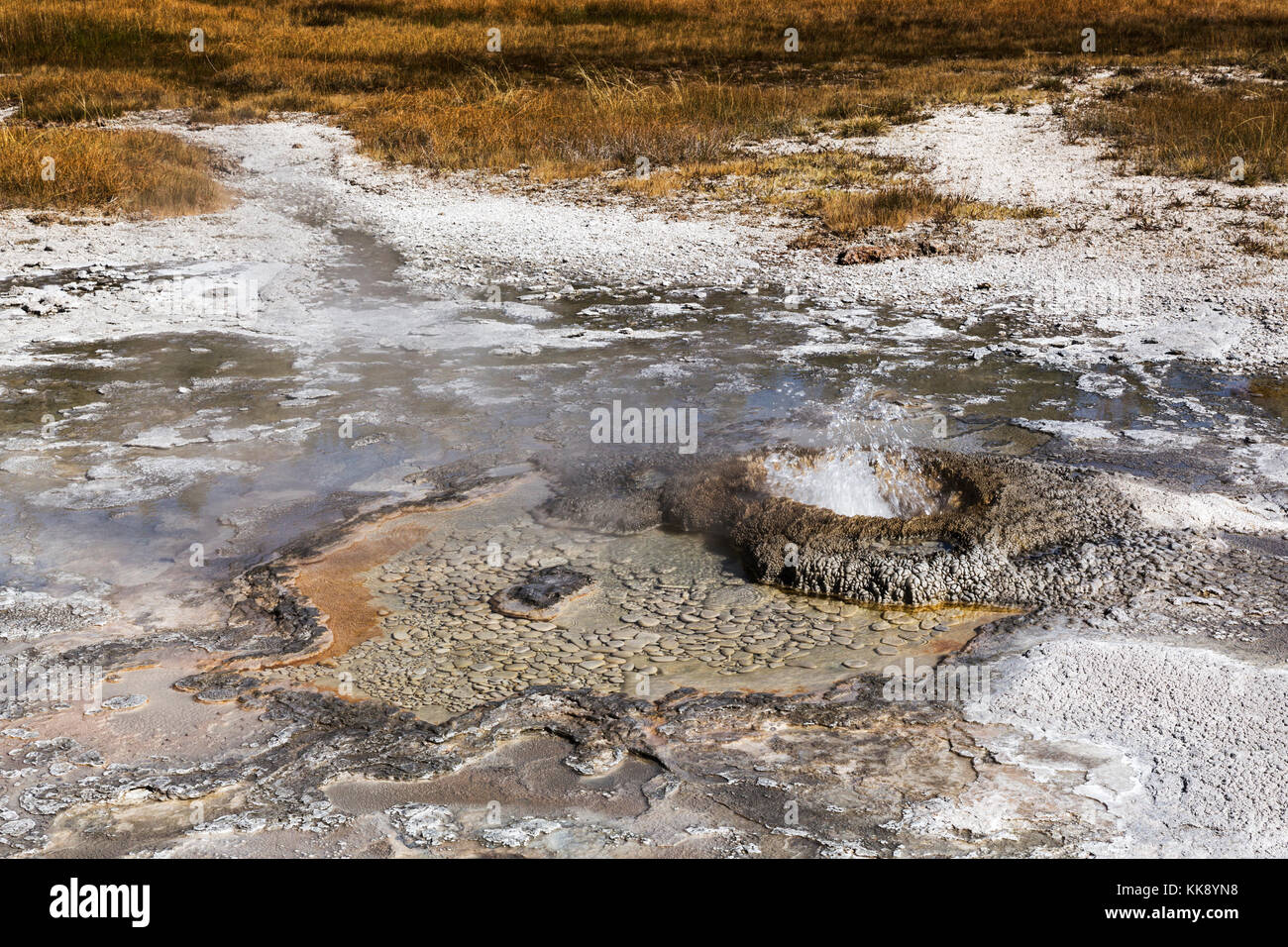 L'Aurum geyser fonction thermique dans le coin supérieur geyser Basin, parc national de Yellowstone Banque D'Images