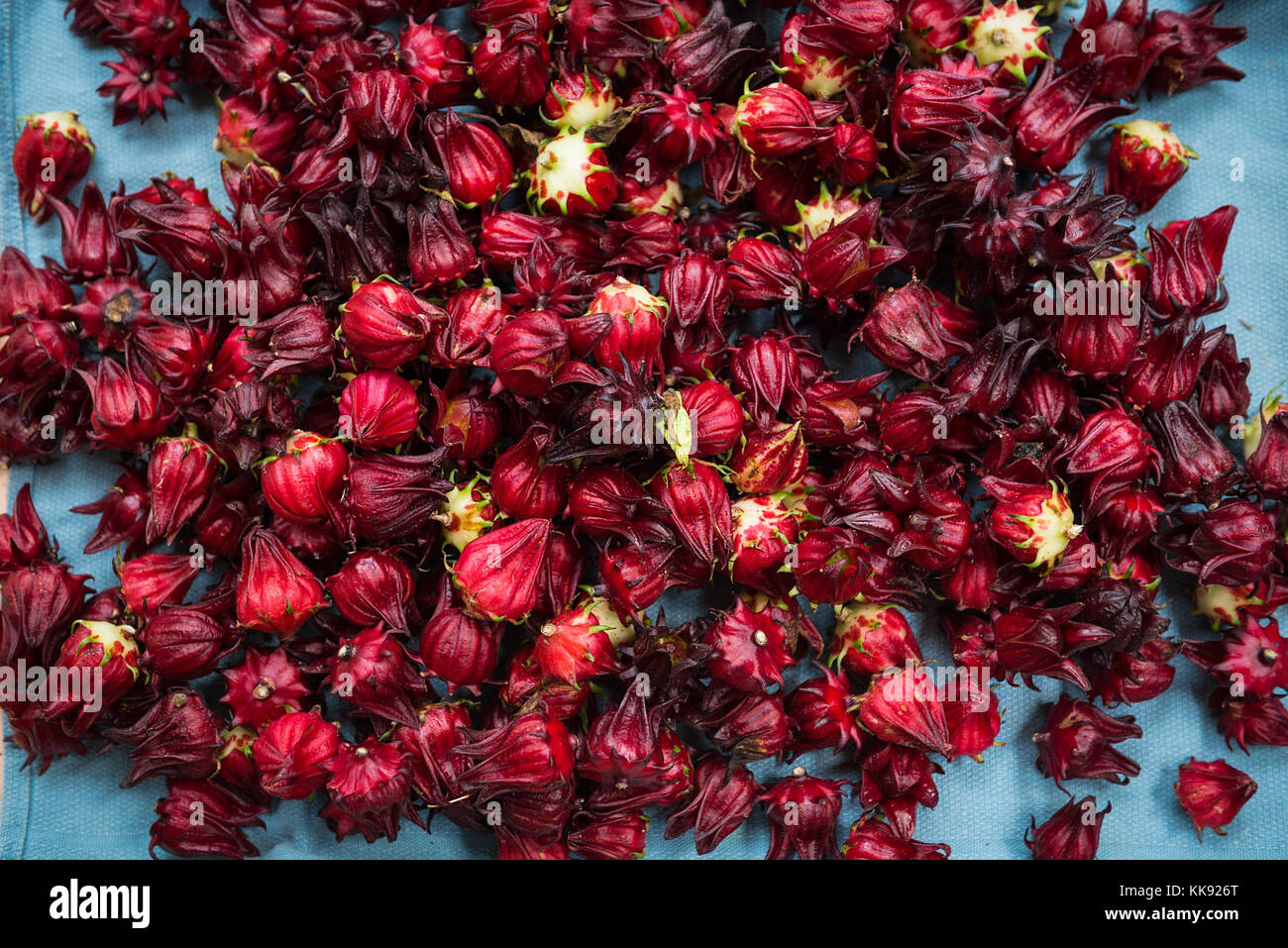 Un tas d'oseille jamaïcaine ; un tas de fleurs fraîchement récoltées Roselle Banque D'Images