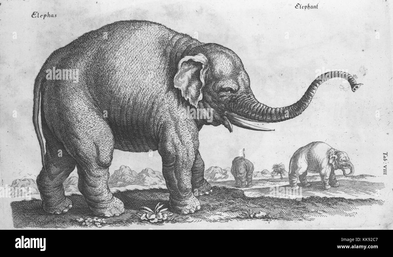 Une gravure qui illustre trois éléphants dans un champ ouvert, l'image vient d'un texte éducatif français, l'éléphant dans l'avant-plan a son tronc pour fournir une vue sur les défenses ainsi que le tronc, l'éléphant au milieu peut être vu mettre quelque chose dans la bouche d'elle en utilisant son tronc, l'éléphant à l'arrière s'est détournée de l'observateur afin de fournir une perspective différente de l'animal, l'arrière-plan est composé de montagnes et d'un arbre, 1655. À partir de la Bibliothèque publique de New York. Banque D'Images