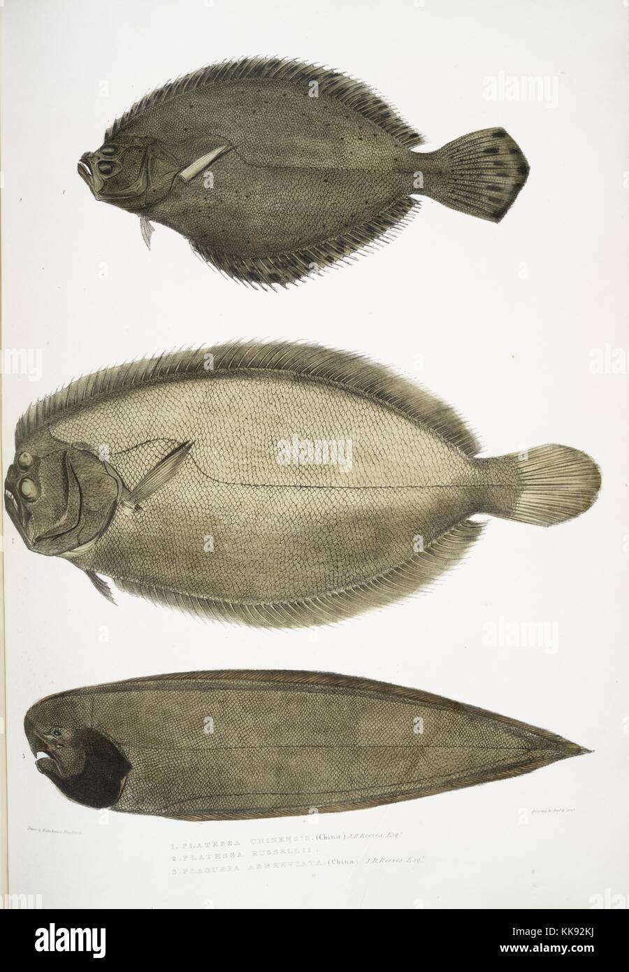 Impression colorée à la main représentant trois poissons, en haut un Chinois plie (Platessa chinensis), au milieu d'un docteur Russell's plie (Platessa russellii), et en bas une courte bordée Finless seul (Plagusia abbreviata), du livre 'Illustrations de zoologie indiennes, principalement à partir de la Collection du général de Hardwicke', 1832. À partir de la Bibliothèque publique de New York. Banque D'Images