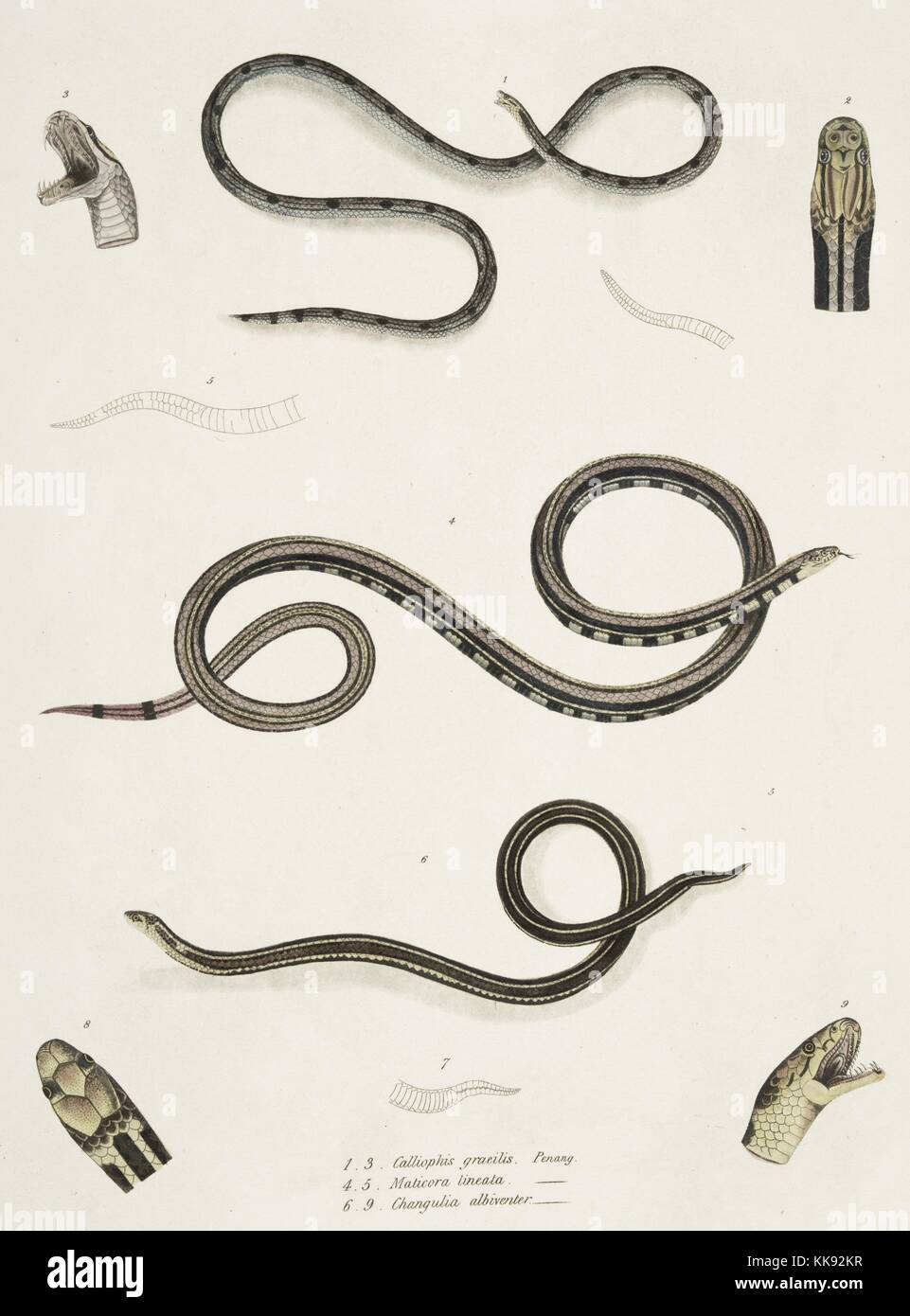 Impression colorée à la main représentant trois serpents, en haut un mince Calliophis (Calliophis gracilis), au milieu une bordée Maticora (Maticora lineata), et en bas une Changulia Changulia à ventre blanc (albiventer), les détails de la tête et la bouche autour des coins, du livre 'Illustrations de zoologie indiennes, principalement à partir de la Collection du général de Hardwicke', 1832. À partir de la Bibliothèque publique de New York. Banque D'Images