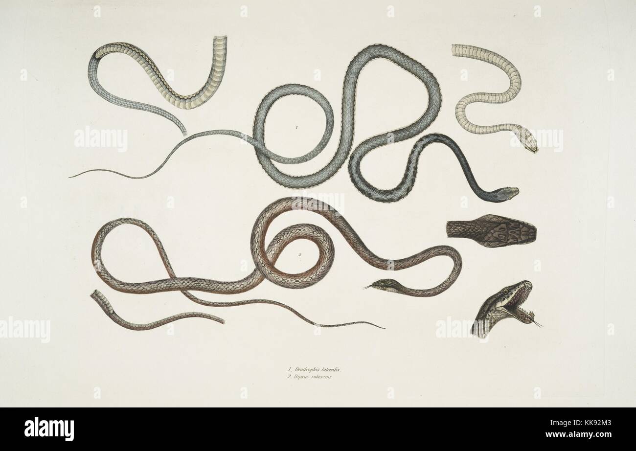Impression colorée à la main représentant deux serpents, en haut d'un serpent strié (Dendrophis lateralis), et en bas une Dipsas rougeâtre (Dipsus rubescens), détails de la tête, bouche ouverte, et le dessous, du livre 'Illustrations de zoologie indiennes, principalement à partir de la Collection du général de Hardwicke', 1832. À partir de la Bibliothèque publique de New York. Banque D'Images