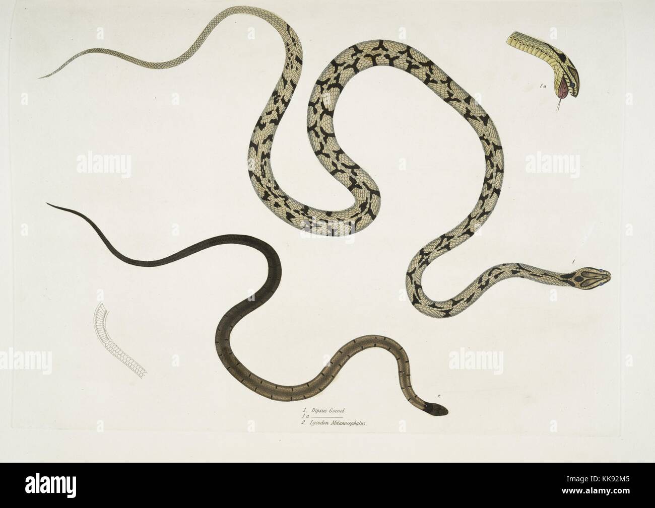 Impression colorée à la main représentant deux serpents, dans le haut, un Gocool Dipsas (Dipsus gocool), et en bas une tête noire (Lycodon Lycodon melanocephalus), détails de la tête, du livre 'Illustrations de zoologie indiennes, principalement à partir de la Collection du général de Hardwicke', 1832. À partir de la Bibliothèque publique de New York. Banque D'Images