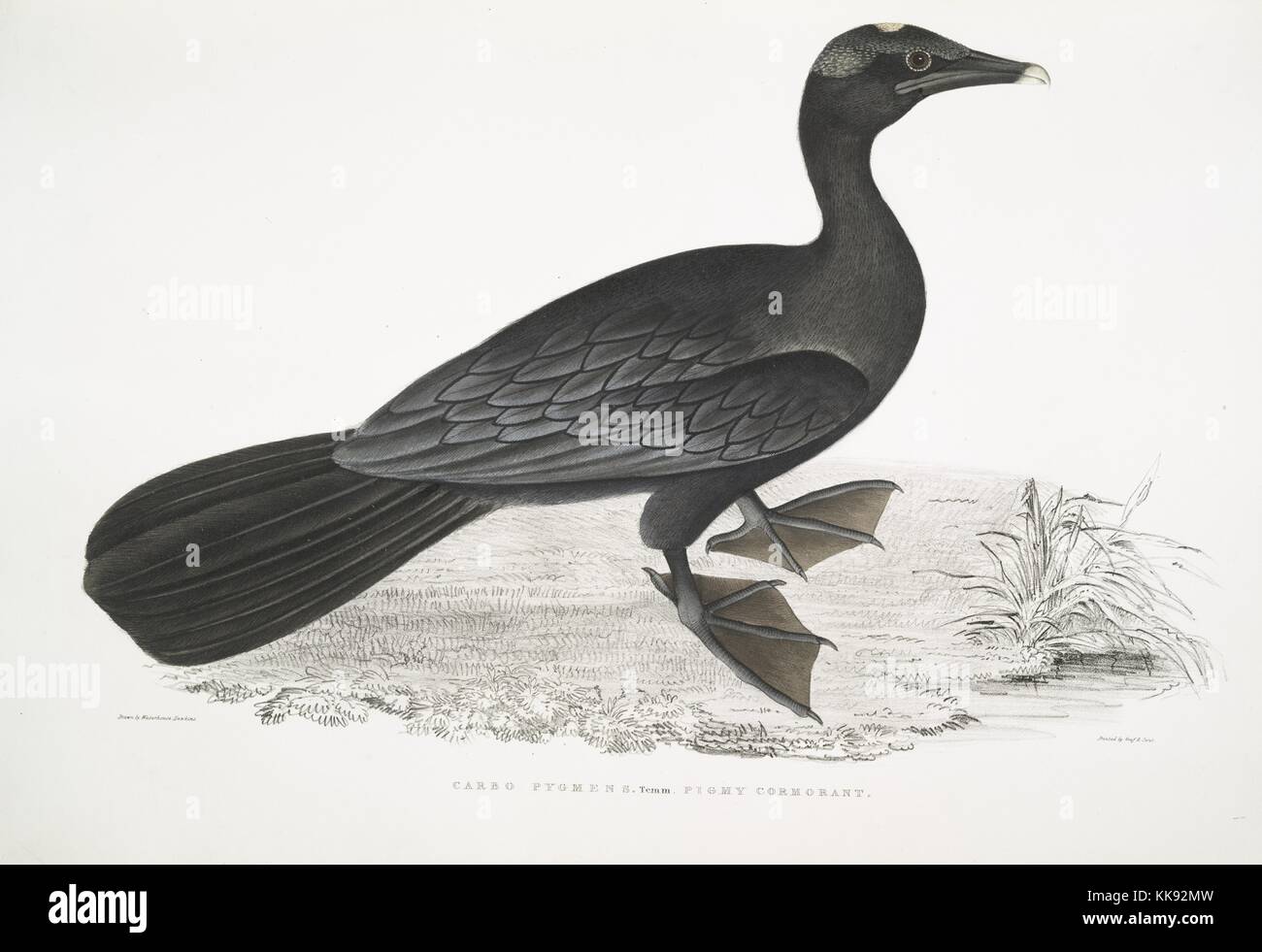 Impression colorée à la main représentant un oiseau aux pieds palmés, debout dans un champ, sous-titrées Pigmy Cormorant (pygmens Carbo), du livre 'Illustrations de zoologie indiennes, principalement à partir de la Collection du général de Hardwicke', 1832. À partir de la Bibliothèque publique de New York. Banque D'Images