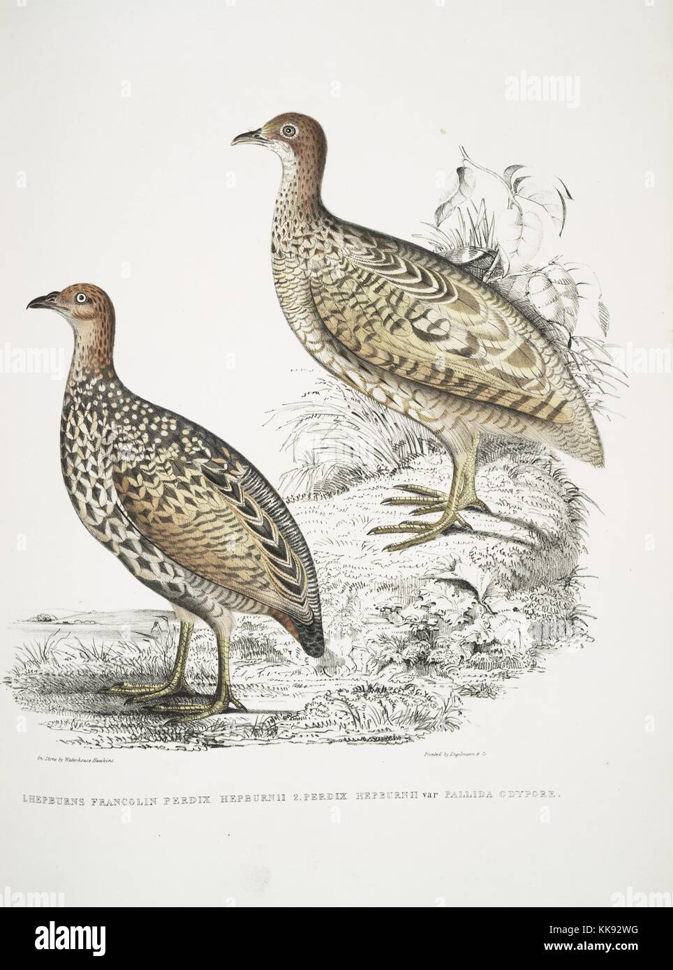 Impression colorée à la main représentant une scène de deux oiseaux, en haut d'Hepburn (hepburnii Francolin perdrix), en bas à gauche une variante (Perdix, hepburnii odypore var Pallida), du livre 'Illustrations de zoologie indiennes, principalement à partir de la Collection du général de Hardwicke', 1832. À partir de la Bibliothèque publique de New York. Banque D'Images