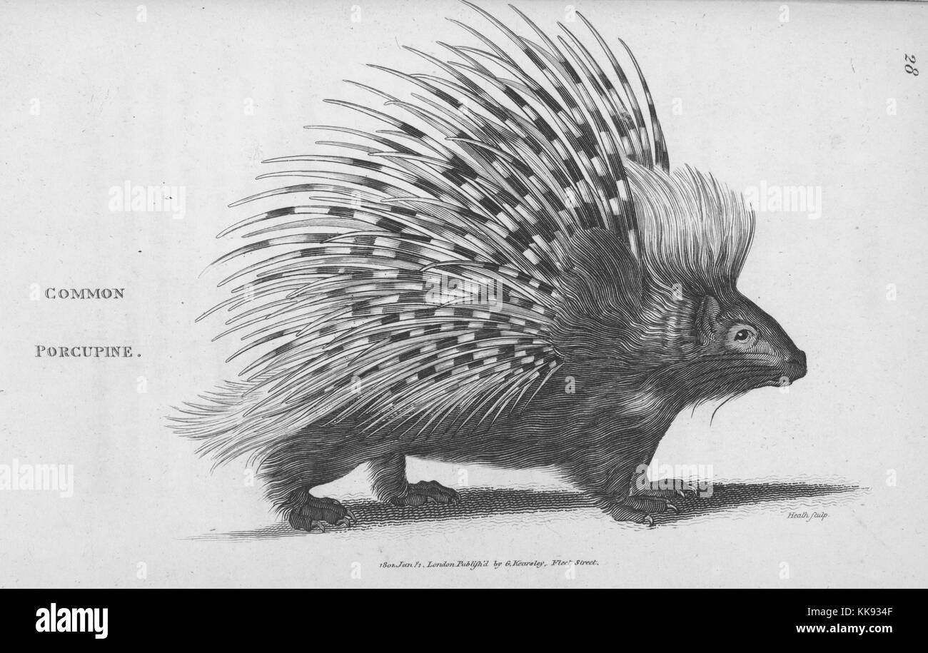 Gravure d'un porc-épic, commune de profil, debout, quills standing out, trouvés dans le livre 'Zoological conférences prononcées à l'Institution royale dans les années 1806 et 1807, par George Shaw', 1809. À partir de la Bibliothèque publique de New York. Banque D'Images
