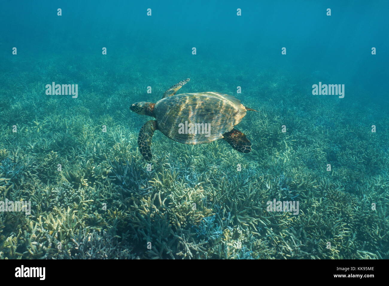 Un sous-marin de l'océan Pacifique Sud mer imbriquée Eretmochelys imbricata, nage sur un récif de corail, Nouvelle Calédonie, Océanie Banque D'Images