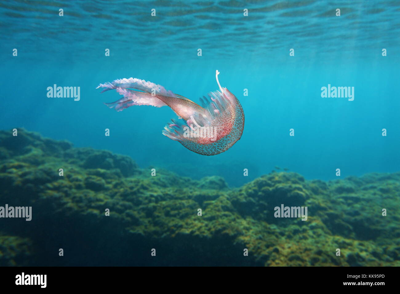 Vie sous-marine de la mer mauve de méduses Pelagia Noctiluca stinger dans la mer Méditerranée, Côte d'Azur, France Banque D'Images