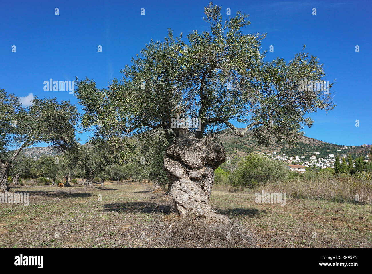 Espagne catalogne un vieil olivier dans une oliveraie, Méditerranée, roses, Girona, Alt Emporda Banque D'Images