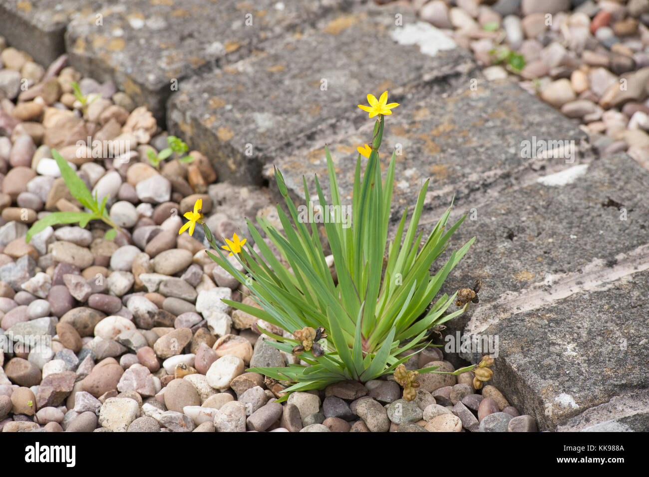 Sisyrinchium californium Yellow Eyed Grass Banque D'Images